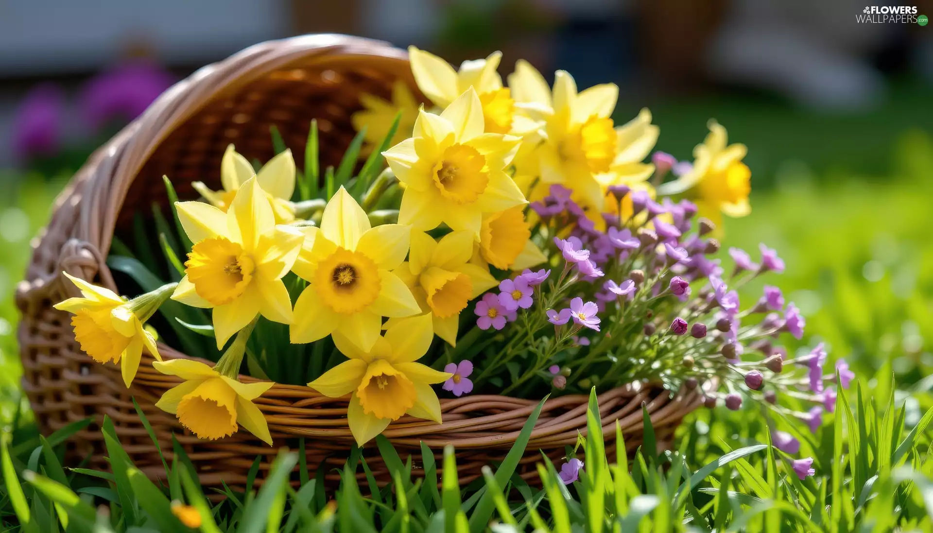change, Jonquil, basket, grass, Flowers, purple