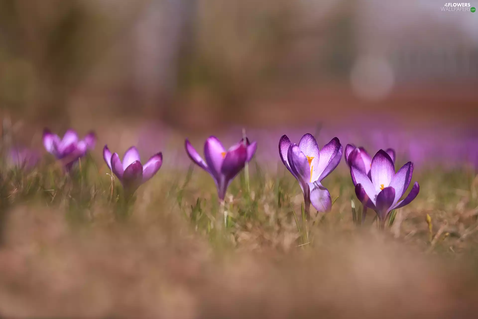 blades, grass, purple, Flowers, crocuses