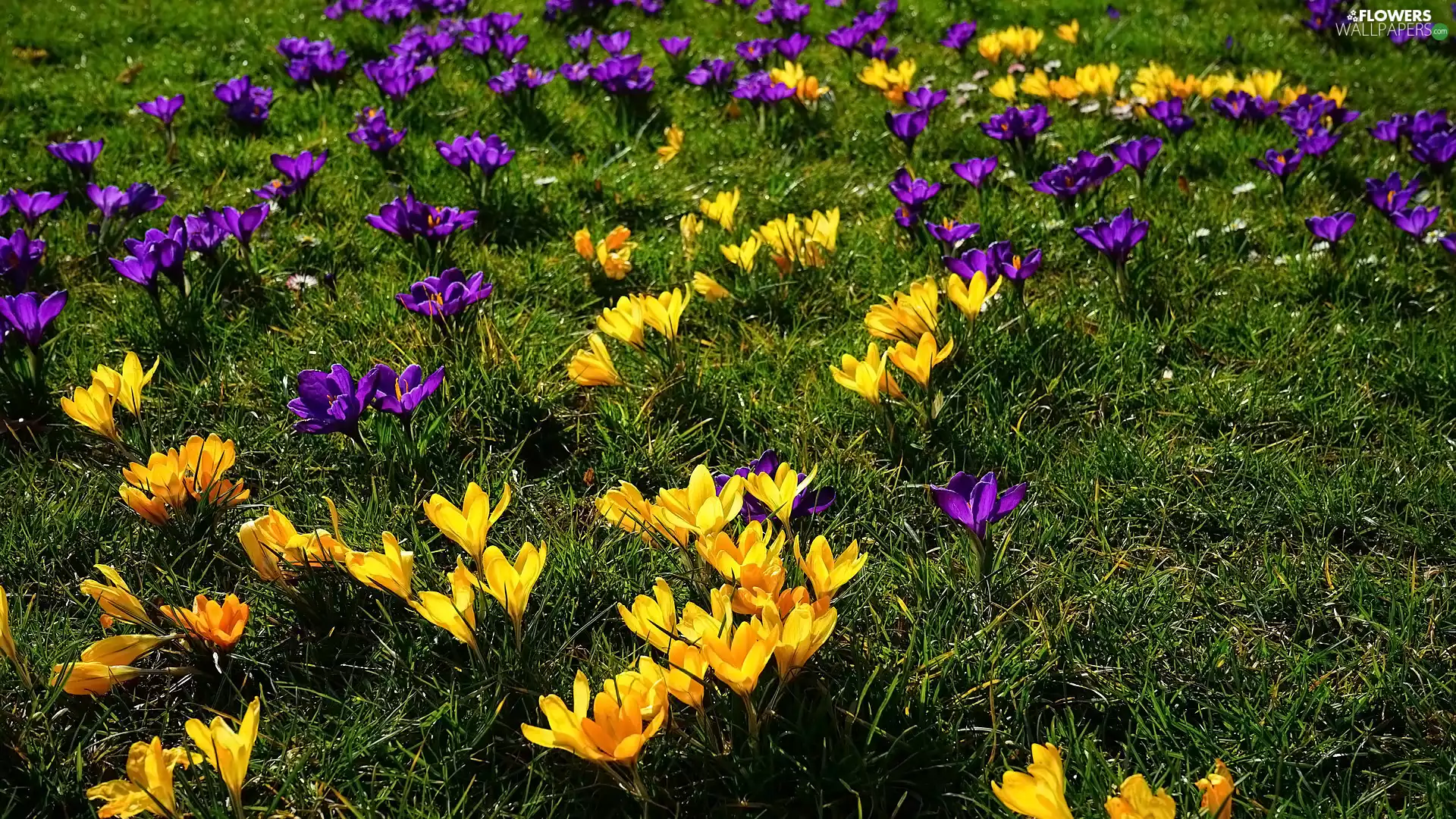crocuses, grass, purple, Yellow, Flowers