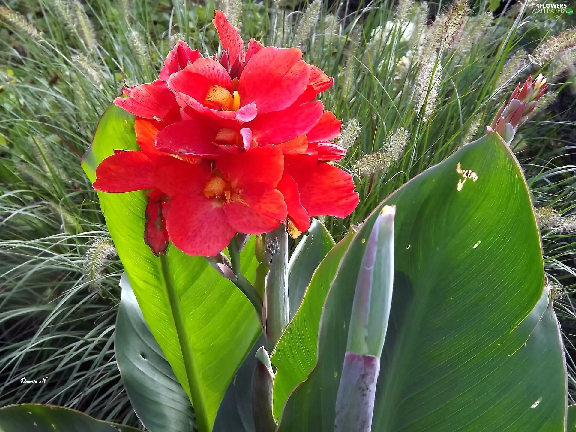 Japanese, canna, Leaf, grass, Pennisetum, Red
