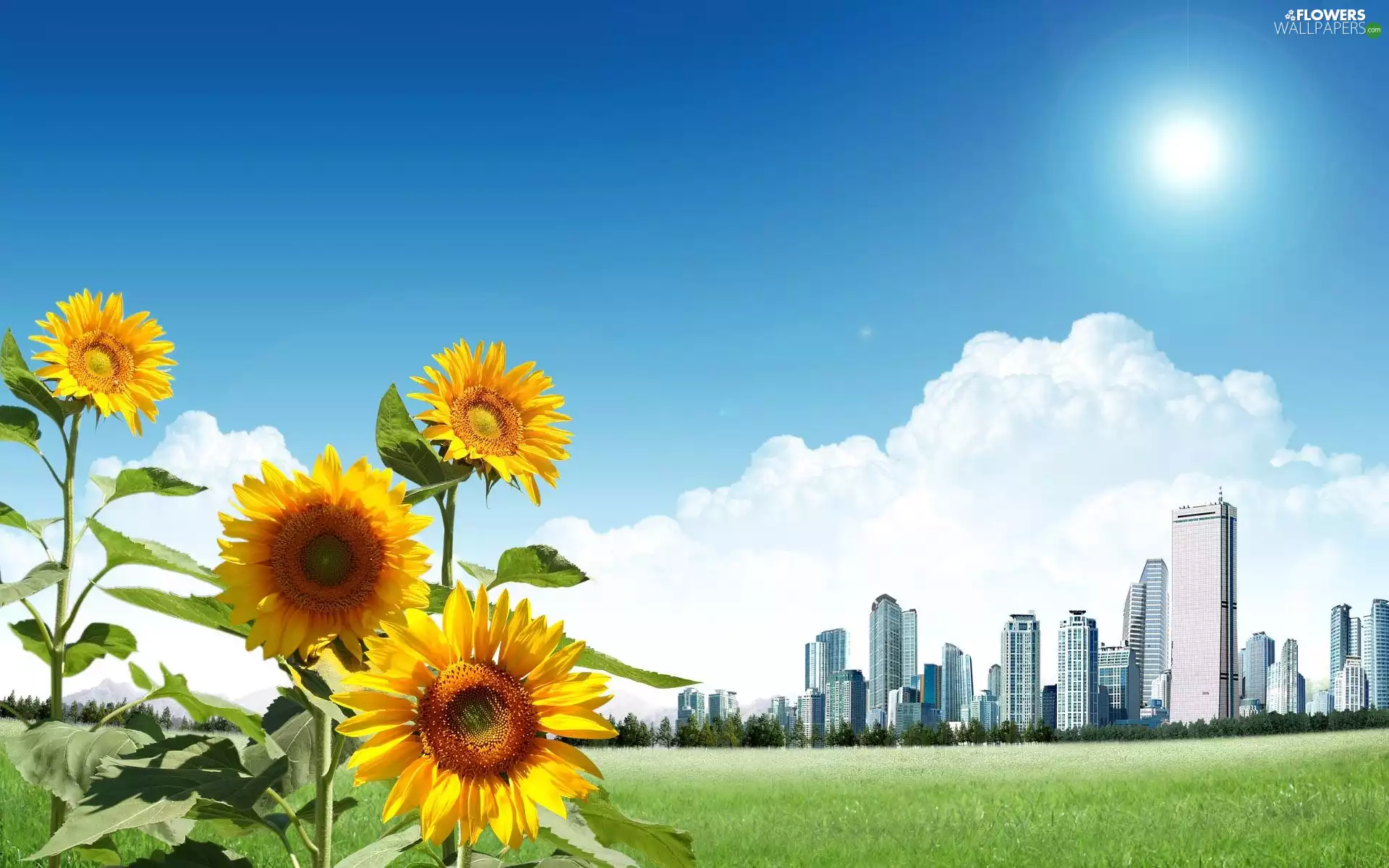 clouds, Sunflower, Sky, grass, Town, skyscrapers
