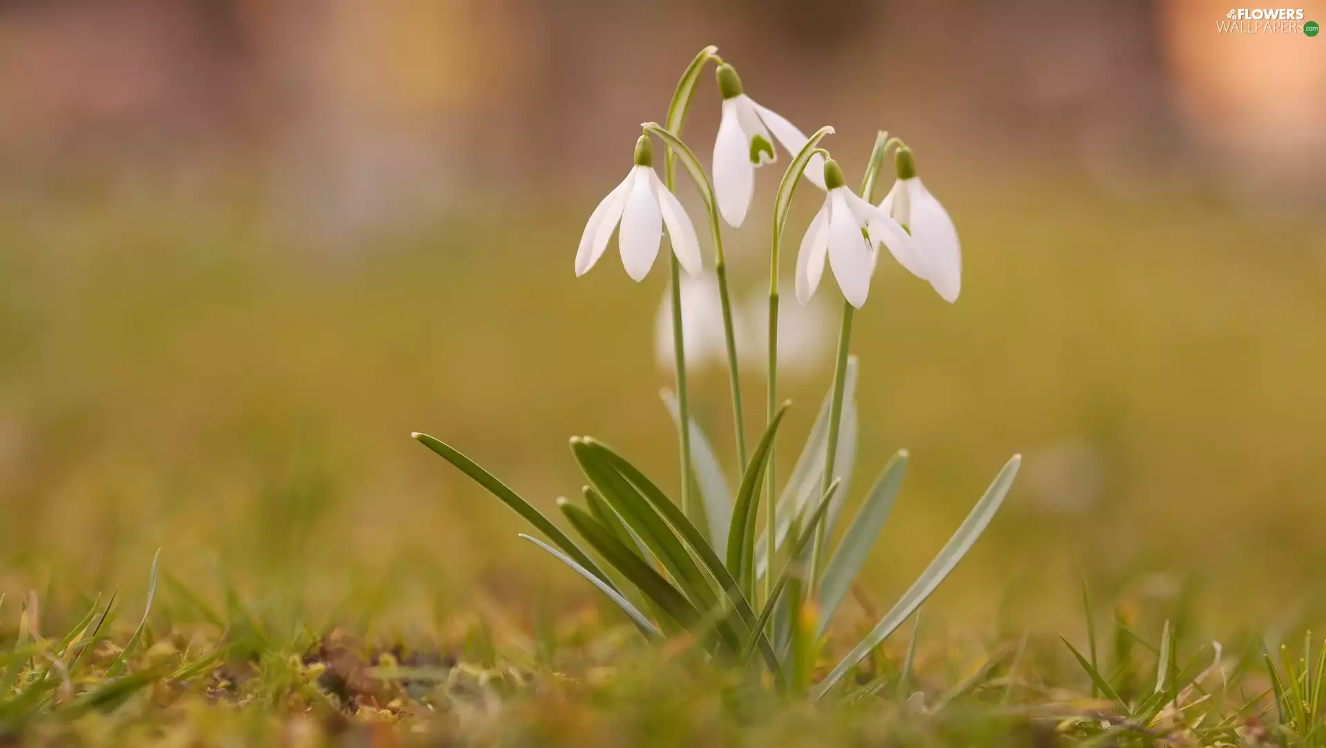 snowdrops, grass