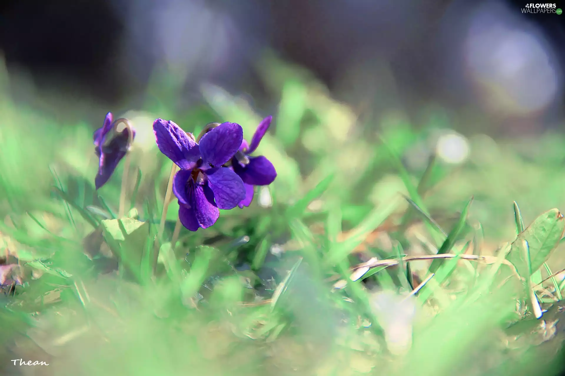 Spring, fragrant violets, grass