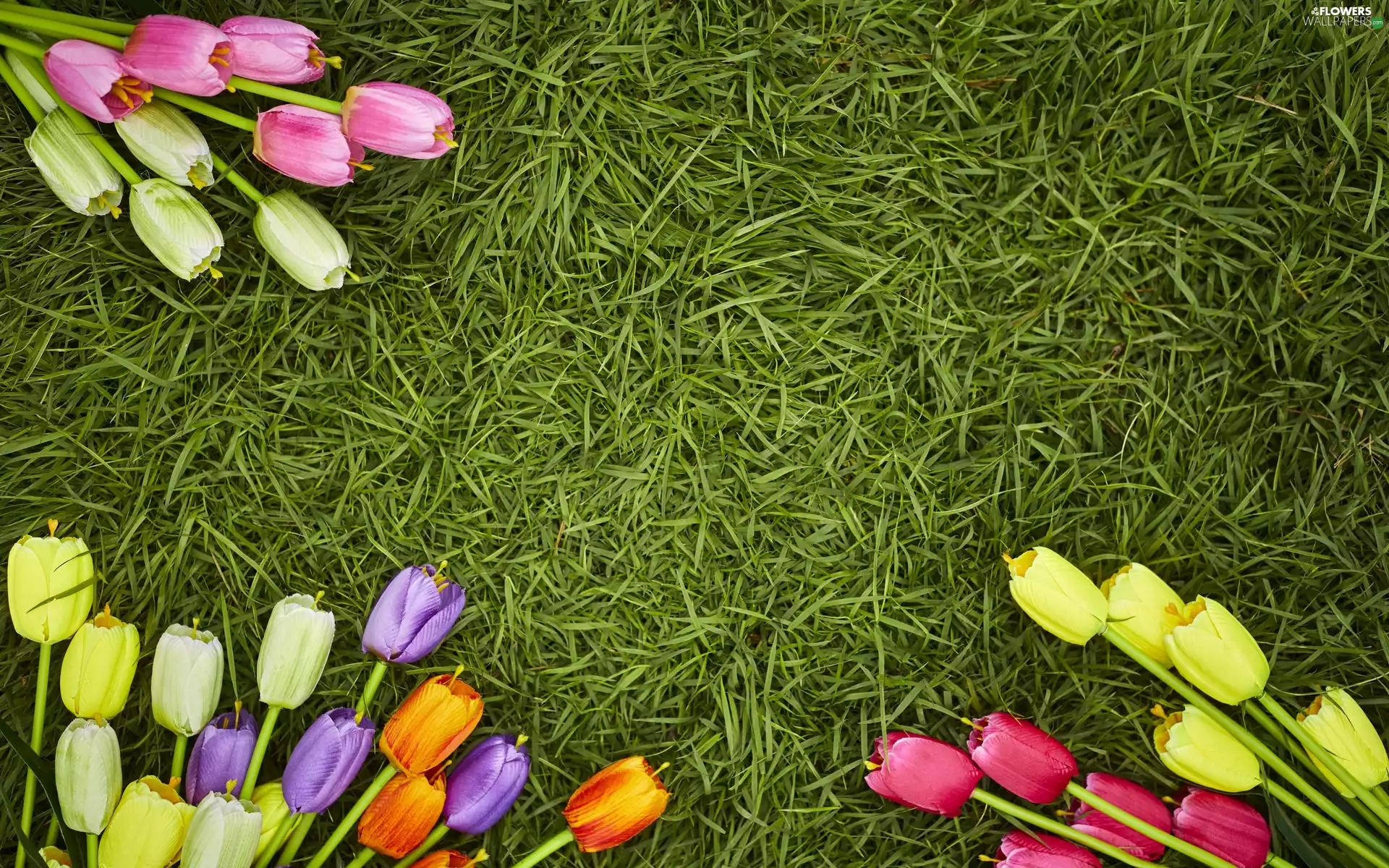 Artificial, color, Green, grass, Flowers, Tulips