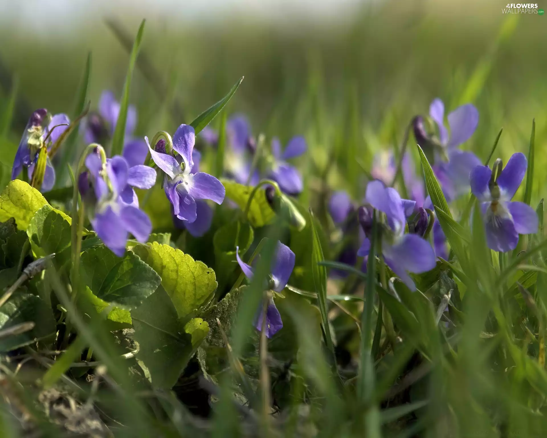 grass, flowers, Violets