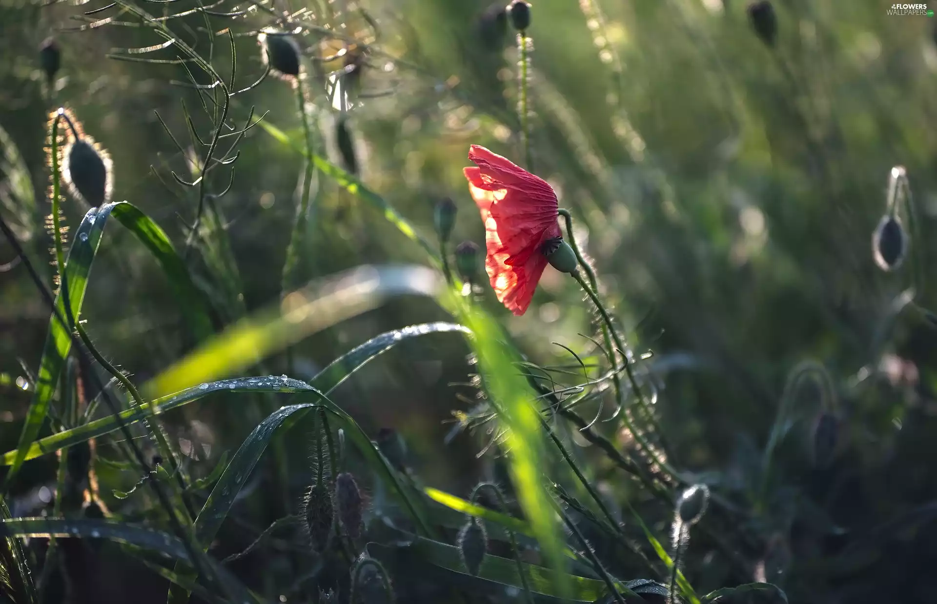 Colourfull Flowers, Buds, grass, red weed