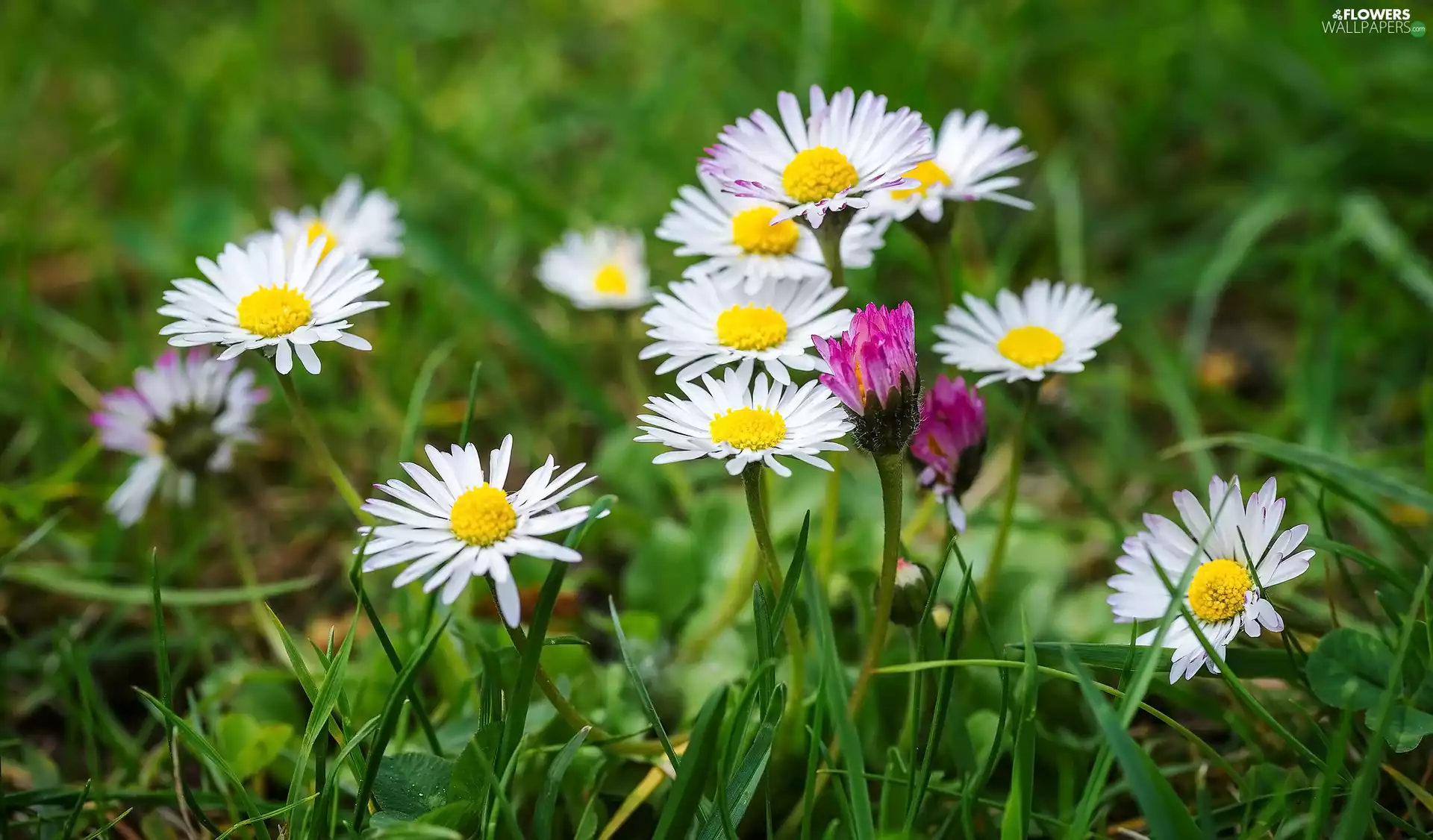 daisies, grass, White, Pink, Flowers