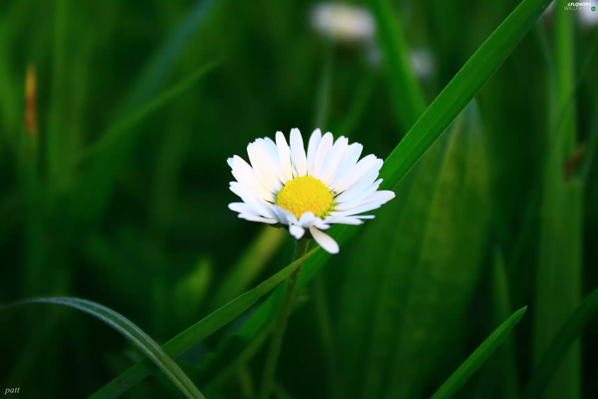 White, Green, grass, daisy