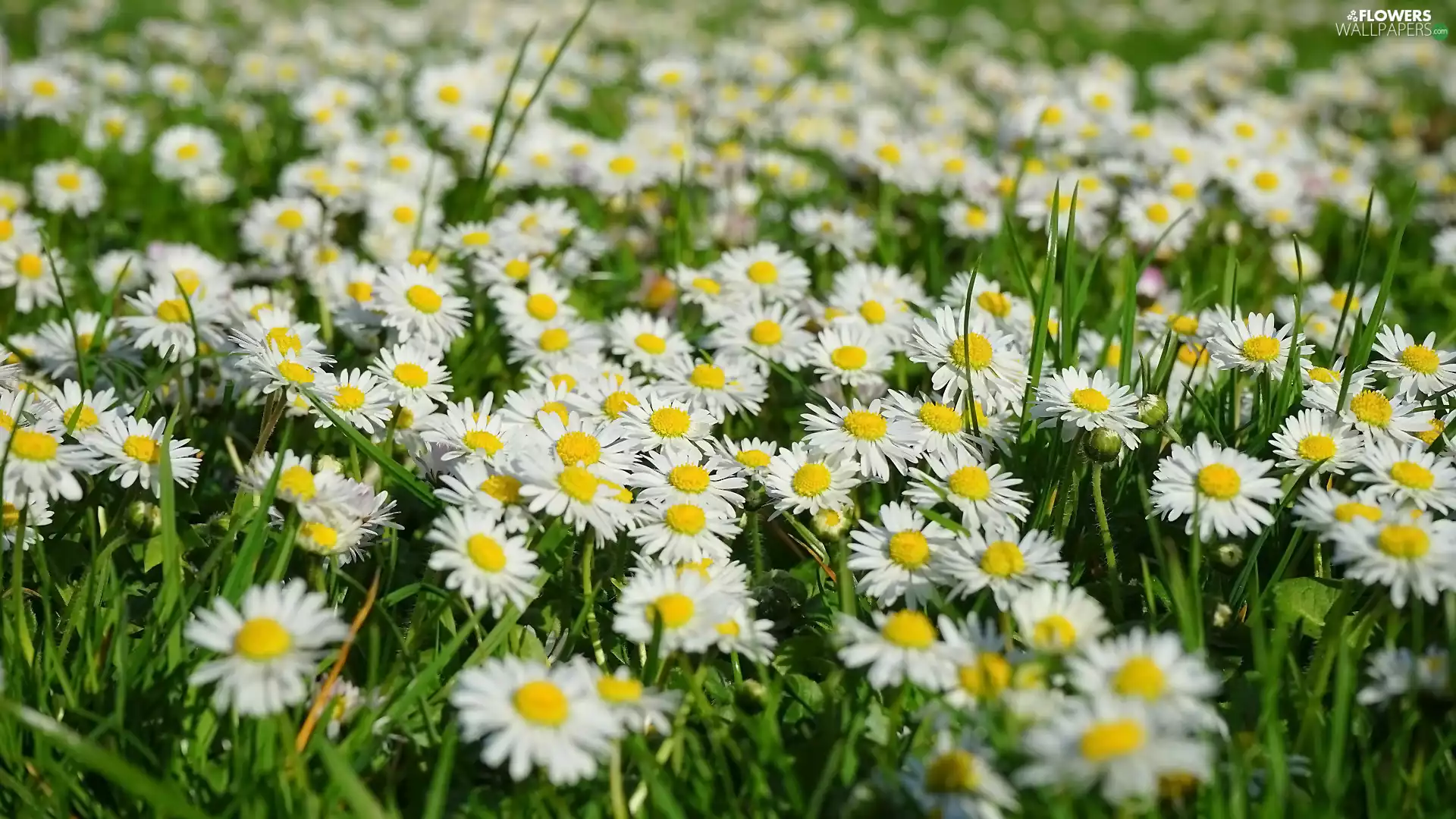 daisies, grass, White, Flowers, rapprochement