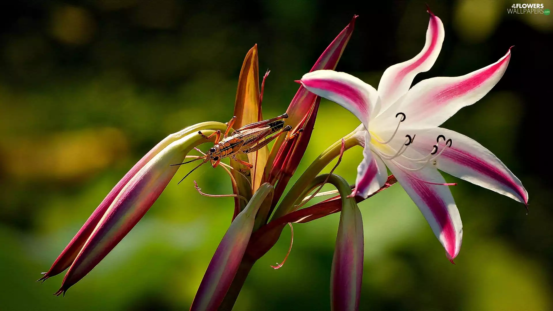grasshopper, Close, Lily