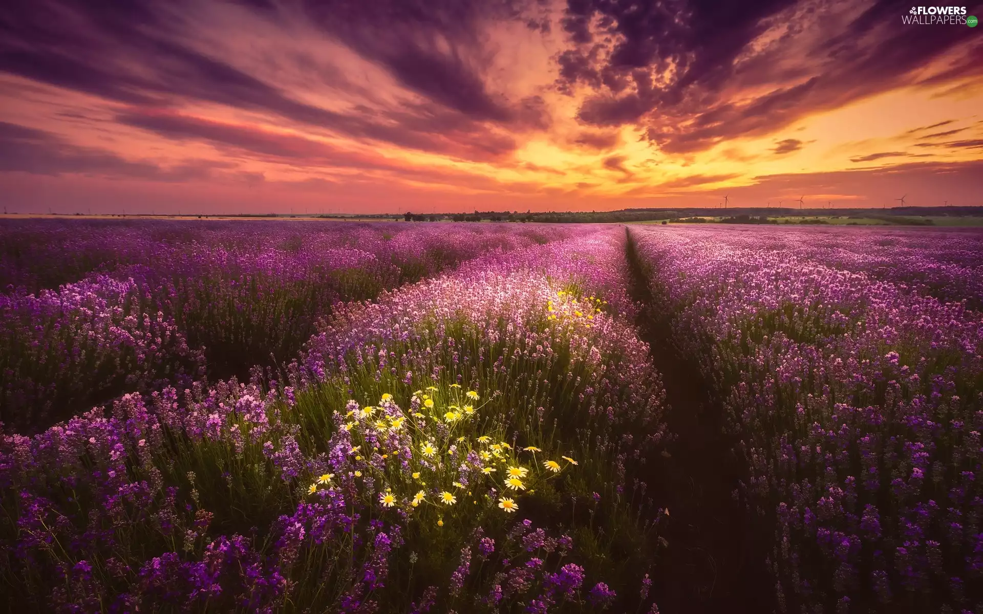 camomiles, Field, clouds, Great Sunsets, lavender, Flowers