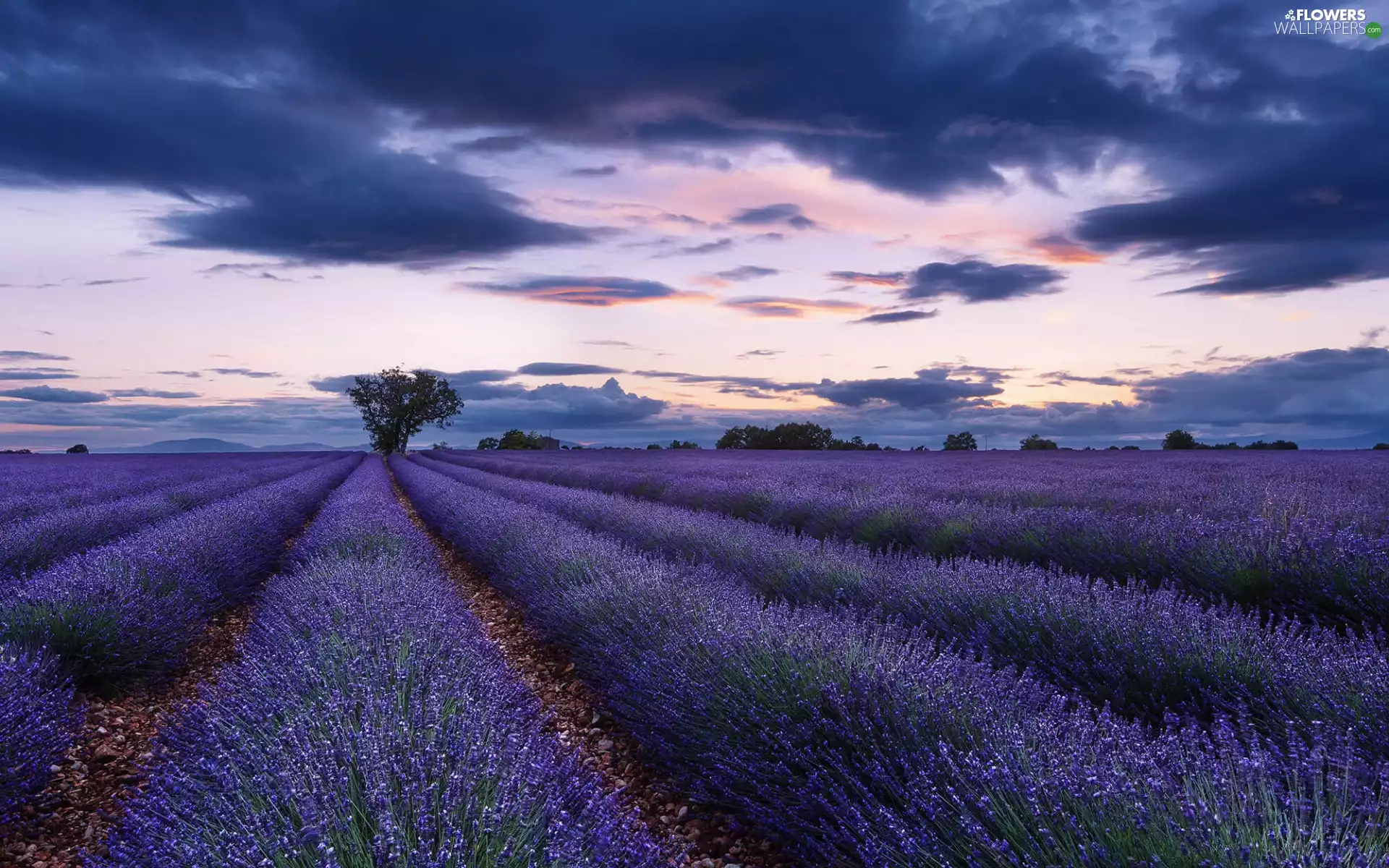 trees, Field, clouds, Great Sunsets, viewes, lavender