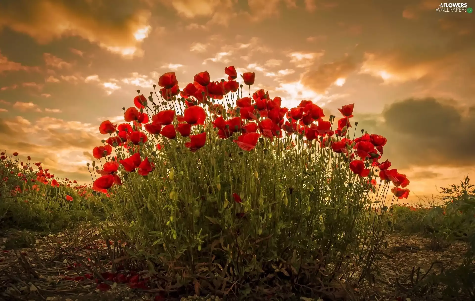 Red, Flowers, clouds, Great Sunsets, Sky, papavers