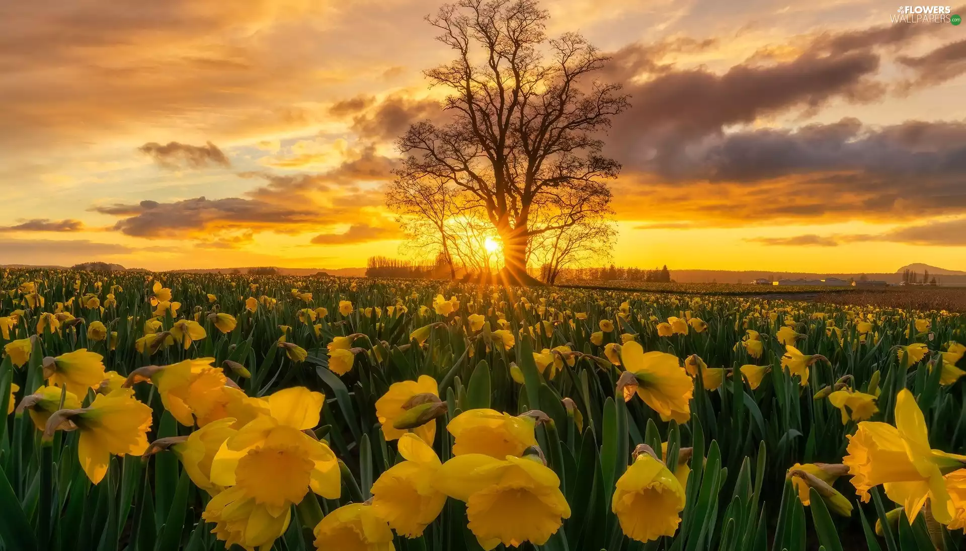 Jonquil, plantation, clouds, Great Sunsets, trees, Yellow