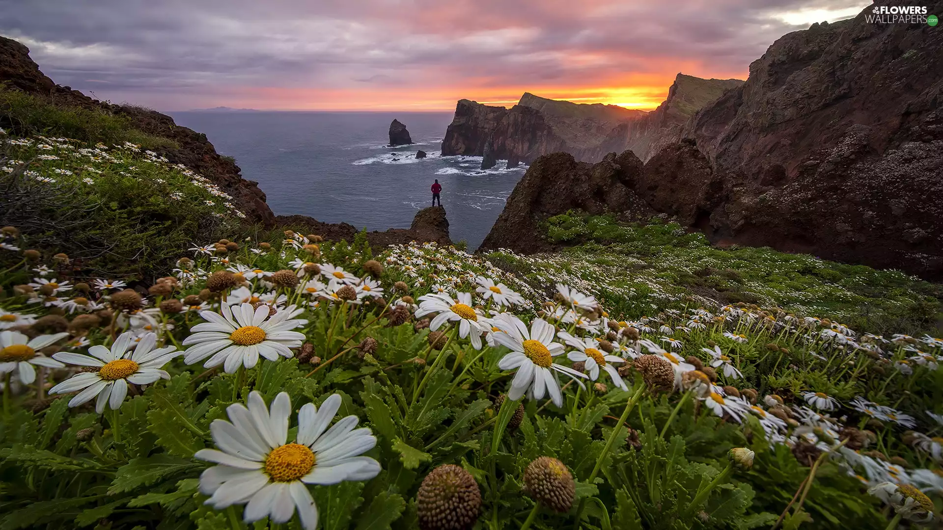 Coast, sea, daisy, Great Sunsets, Flowers, rocks