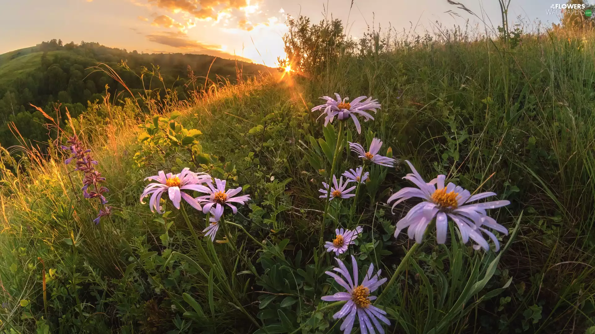 Astra, Meadow, Hill, Great Sunsets, VEGETATION, Flowers