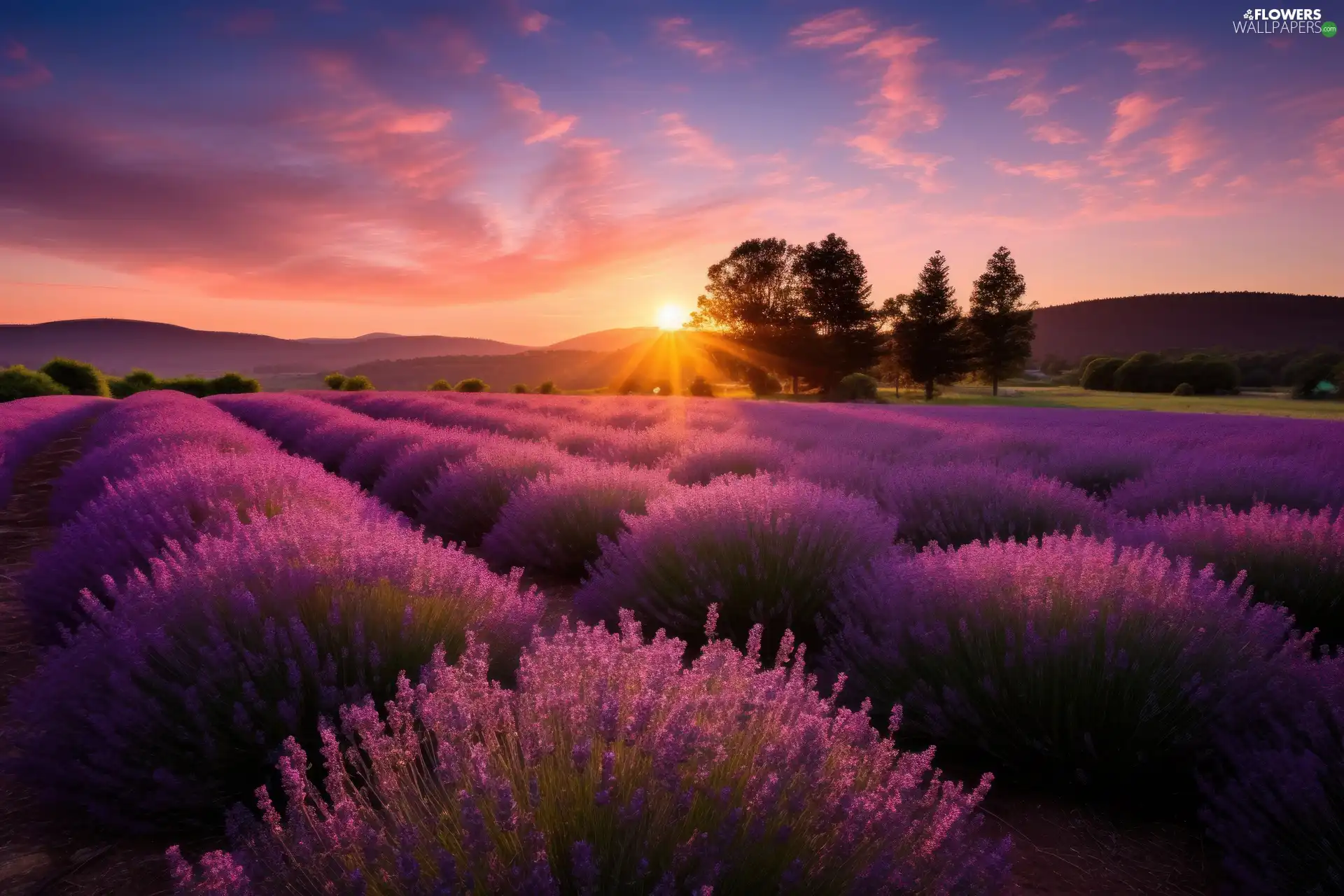trees, Field, hills, Great Sunsets, viewes, lavender