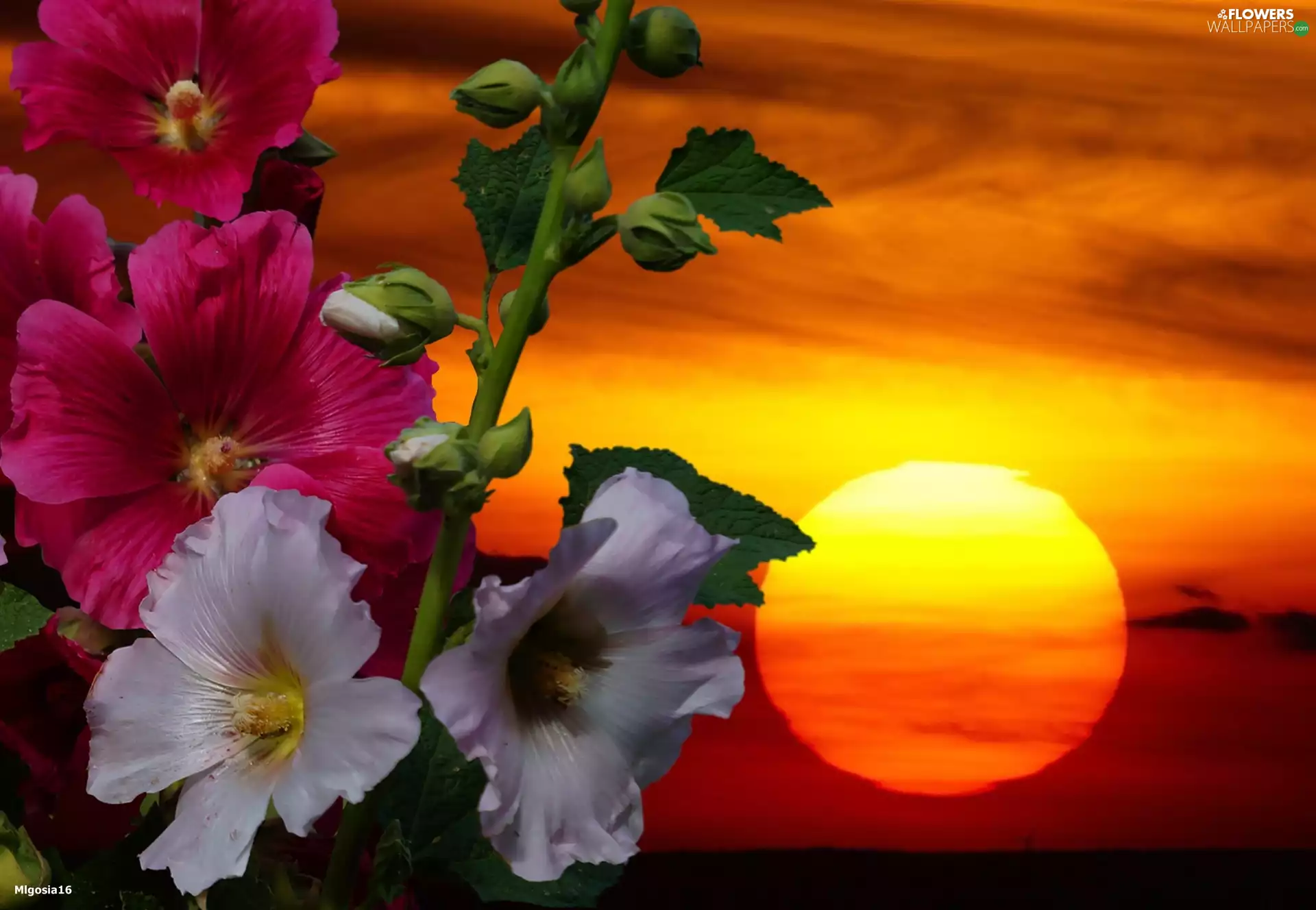 Great Sunsets, Hollyhocks