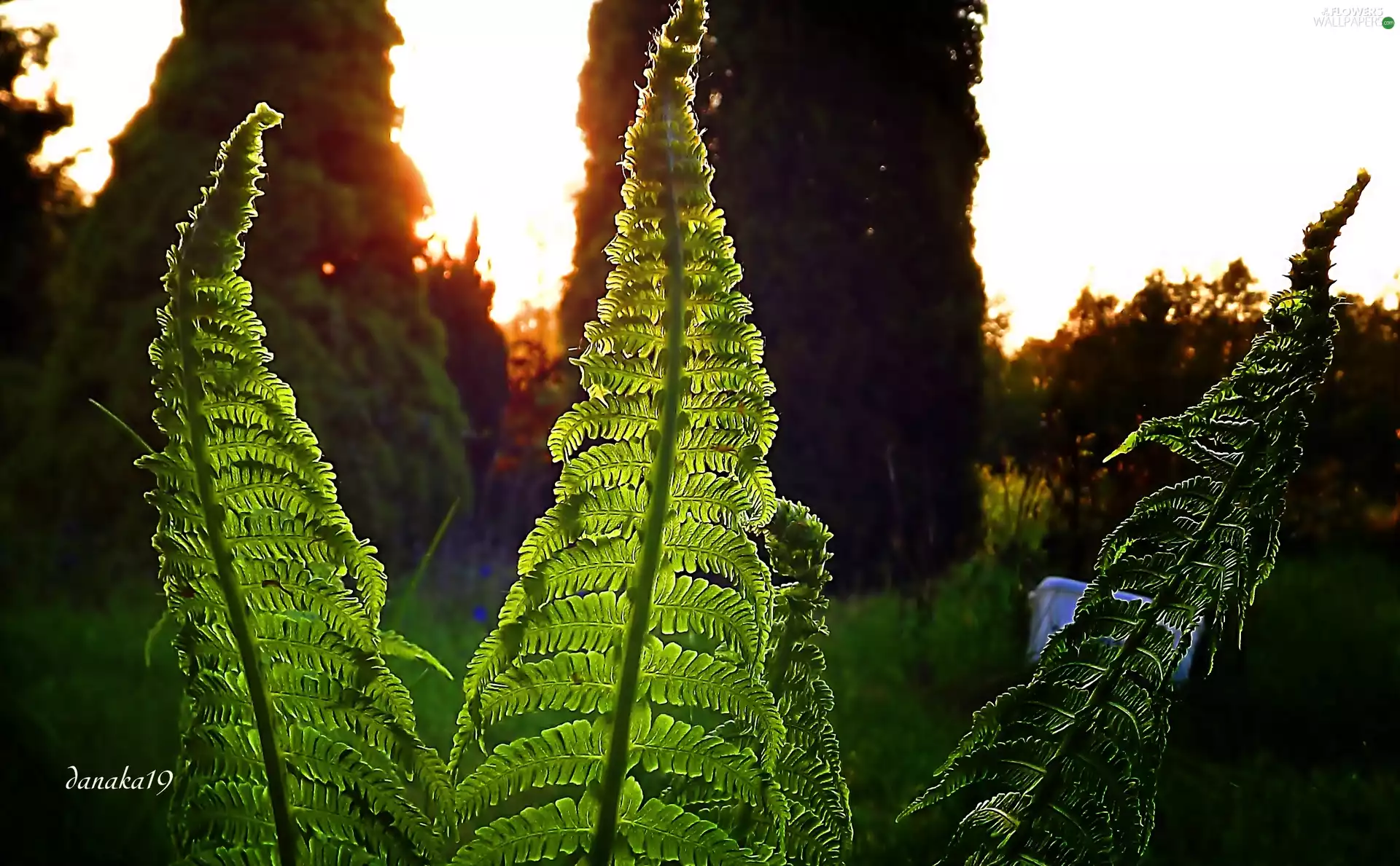 green ones, fern, Great Sunsets, Leaf