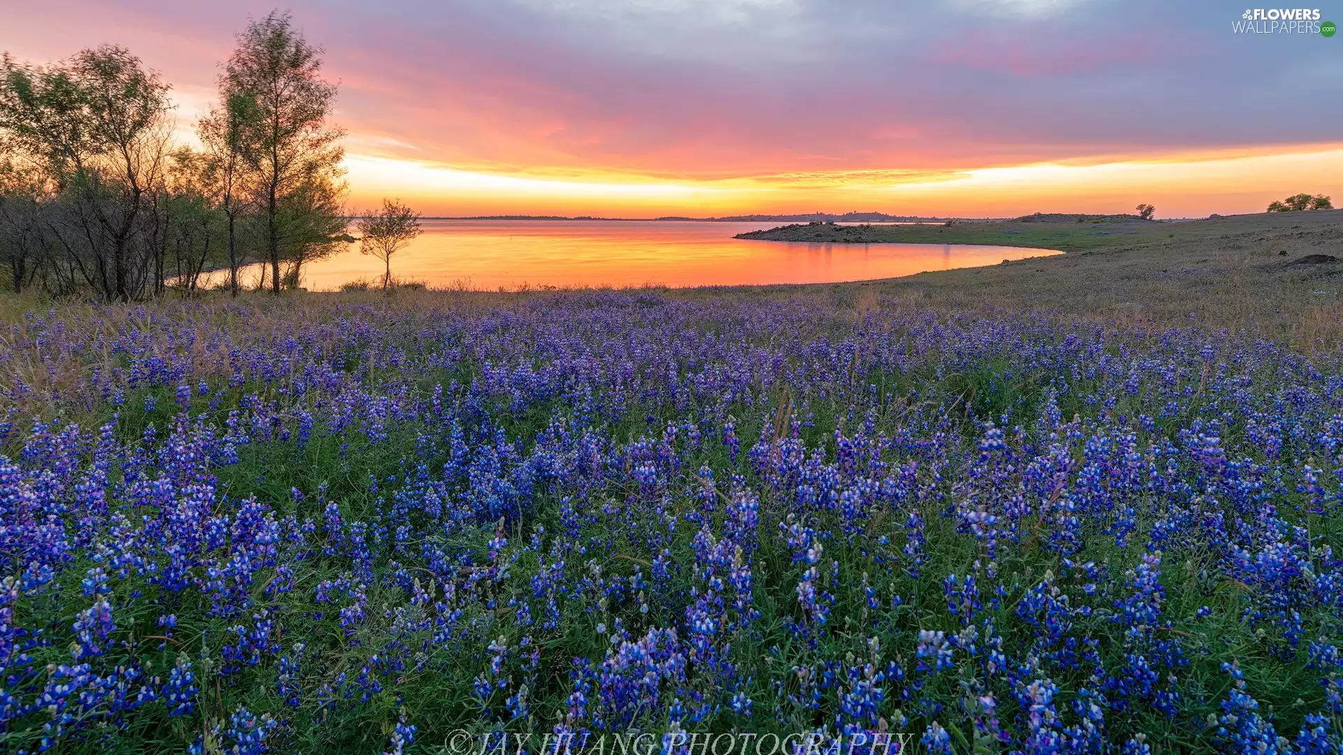 viewes, lake, lupine, Great Sunsets, Meadow, trees