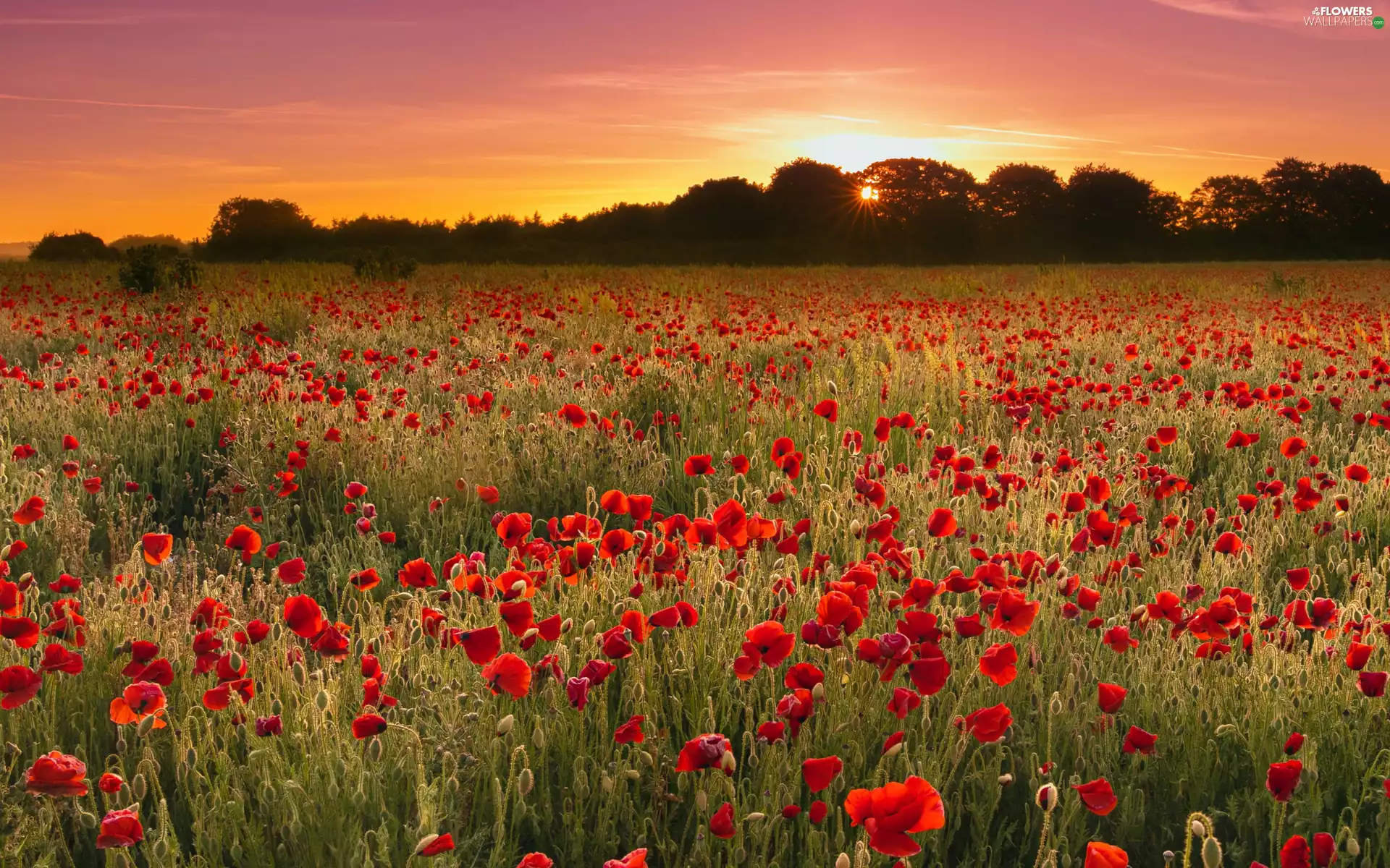 trees, viewes, papavers, Great Sunsets, Meadow