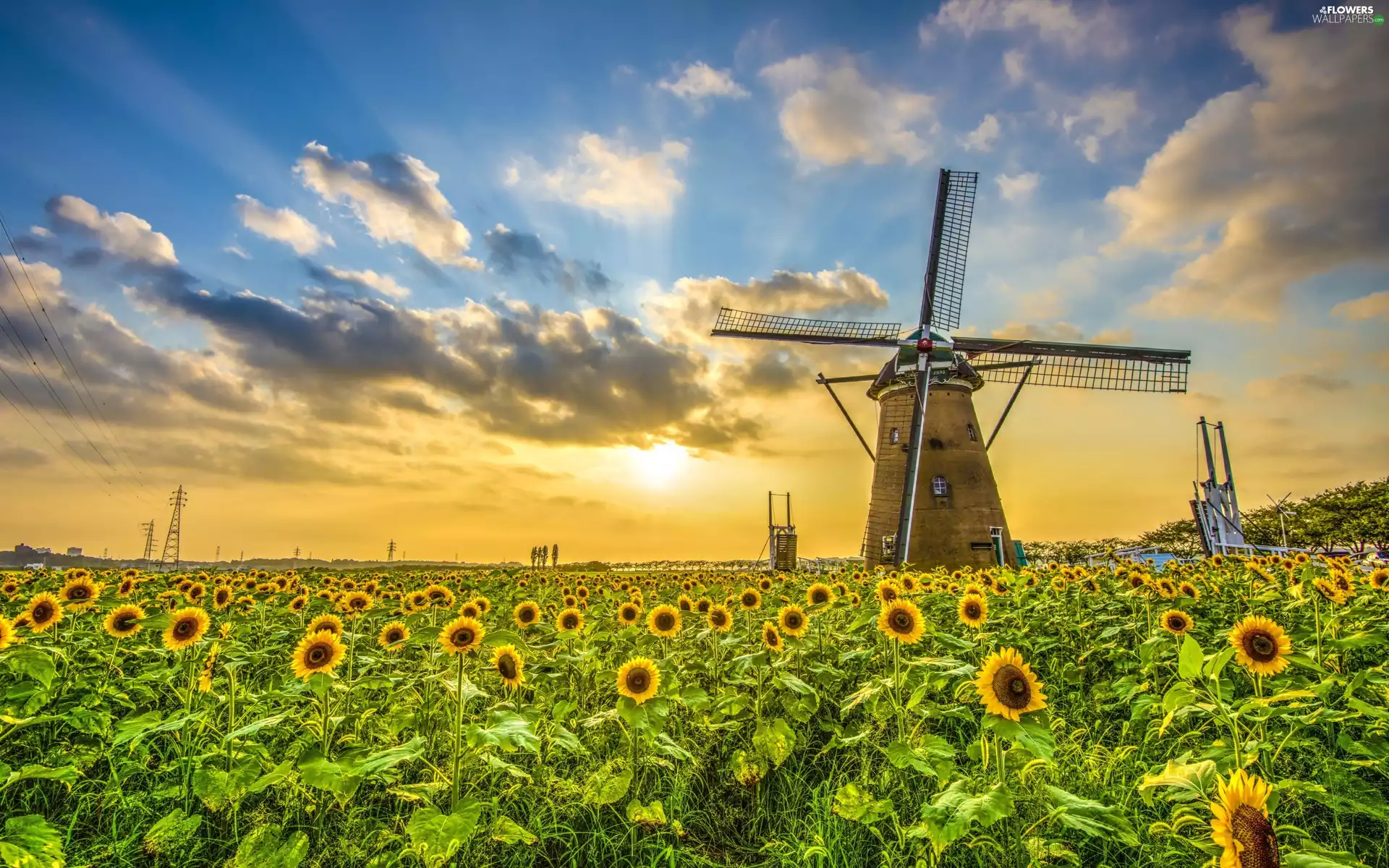 Field, Windmill, Great Sunsets, Nice sunflowers