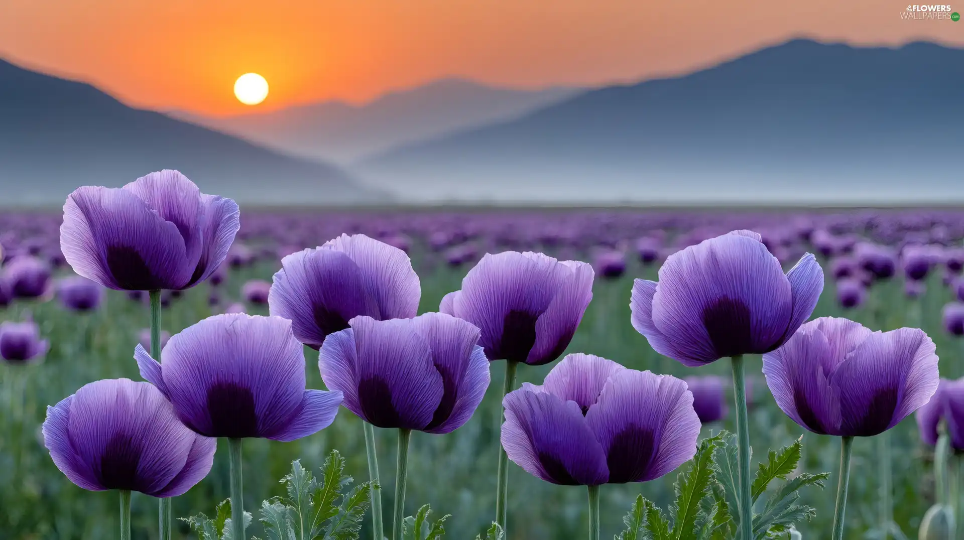 purple, Great Sunsets, Mountains, papavers