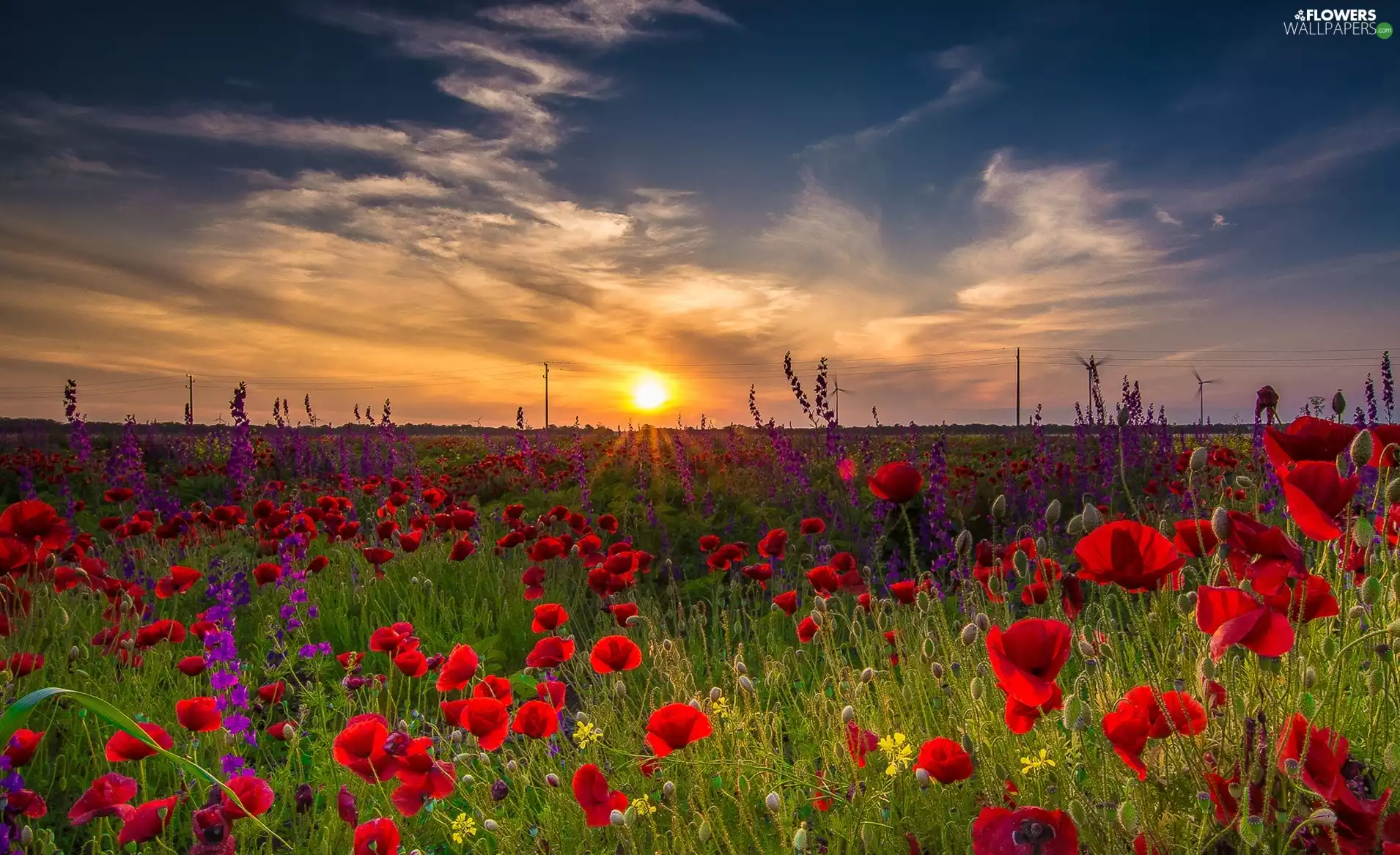 Field, Great Sunsets, Sky, papavers