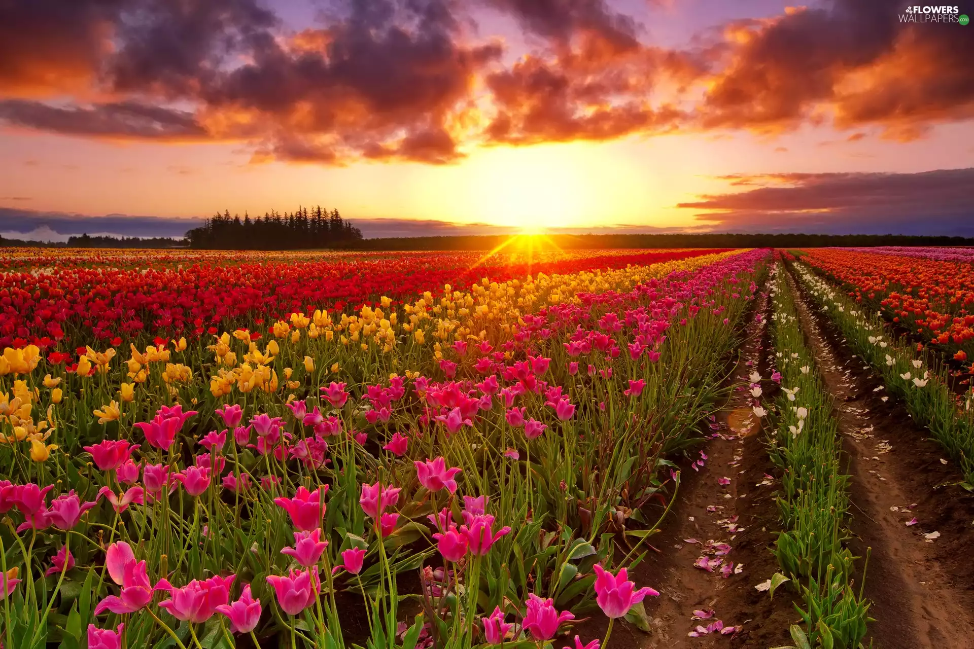 Tulips, Great Sunsets, clouds, plantation