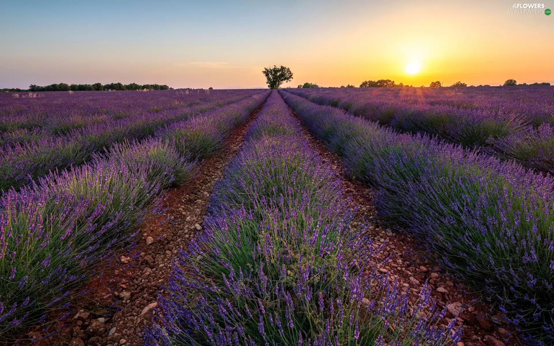 lavender, Great Sunsets, trees, plantation