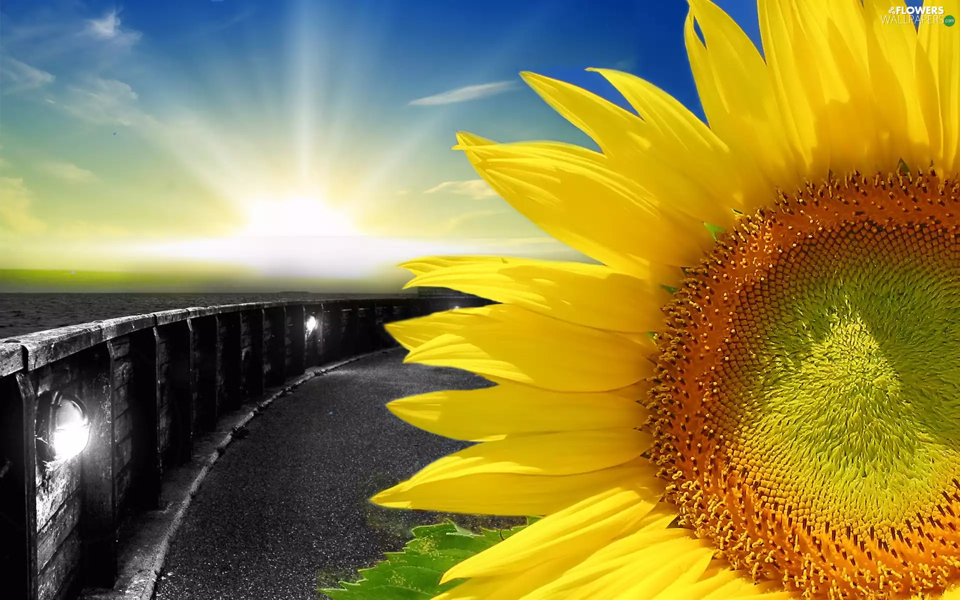 Sunflower, Great Sunsets, Ocean, Sky