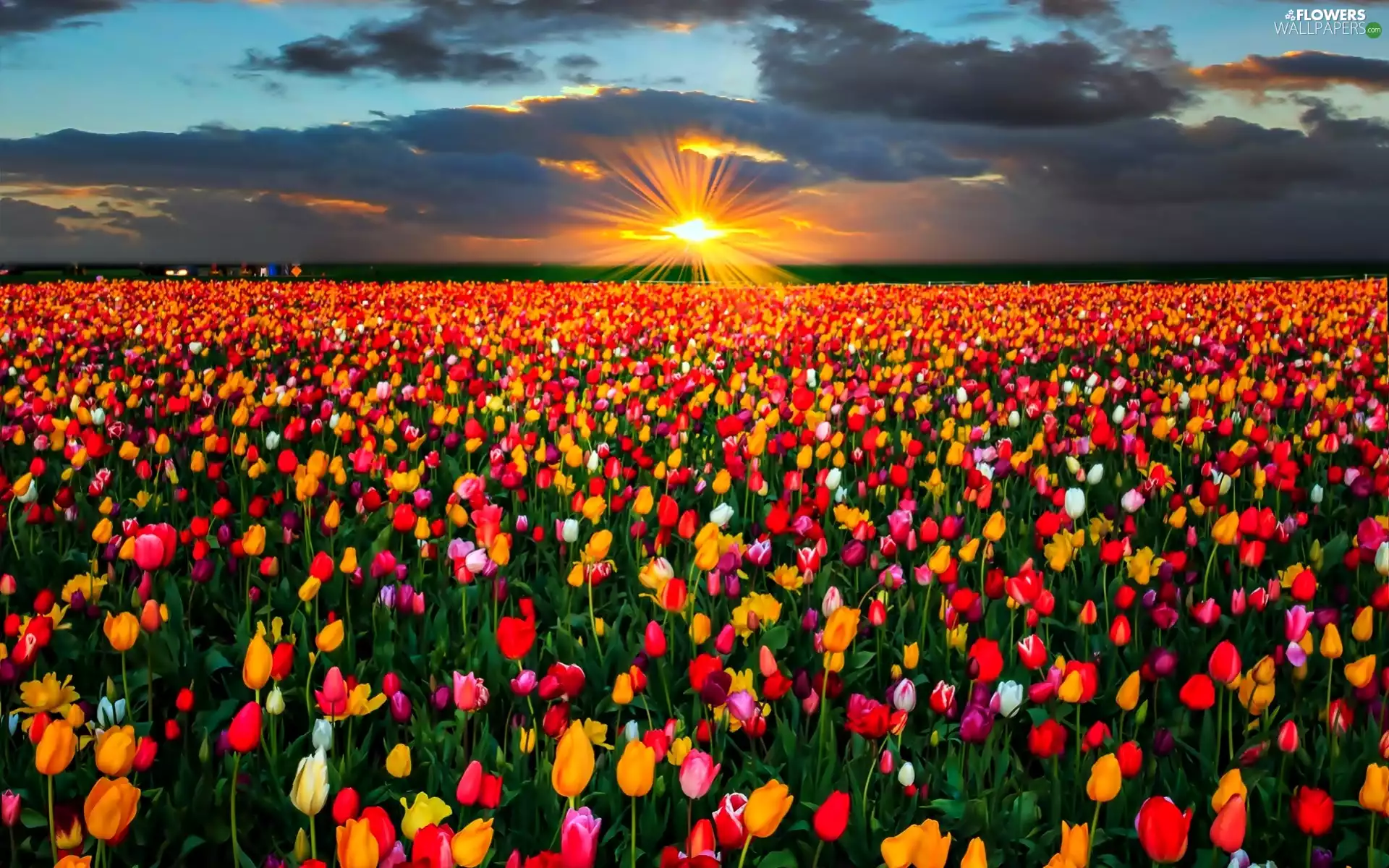 Field, Great Sunsets, clouds, Tulips