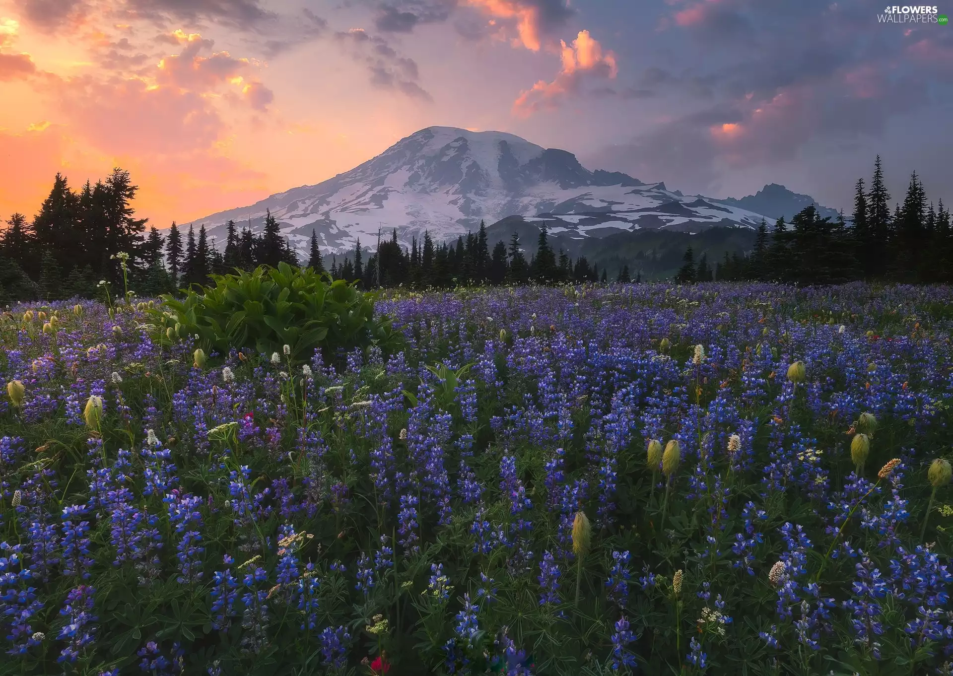 Meadow, Stratovolcano Mount Rainier, trees, lupine, Great Sunsets, The United States, Washington State, Mount Rainier National Park, Mountains, clouds, viewes