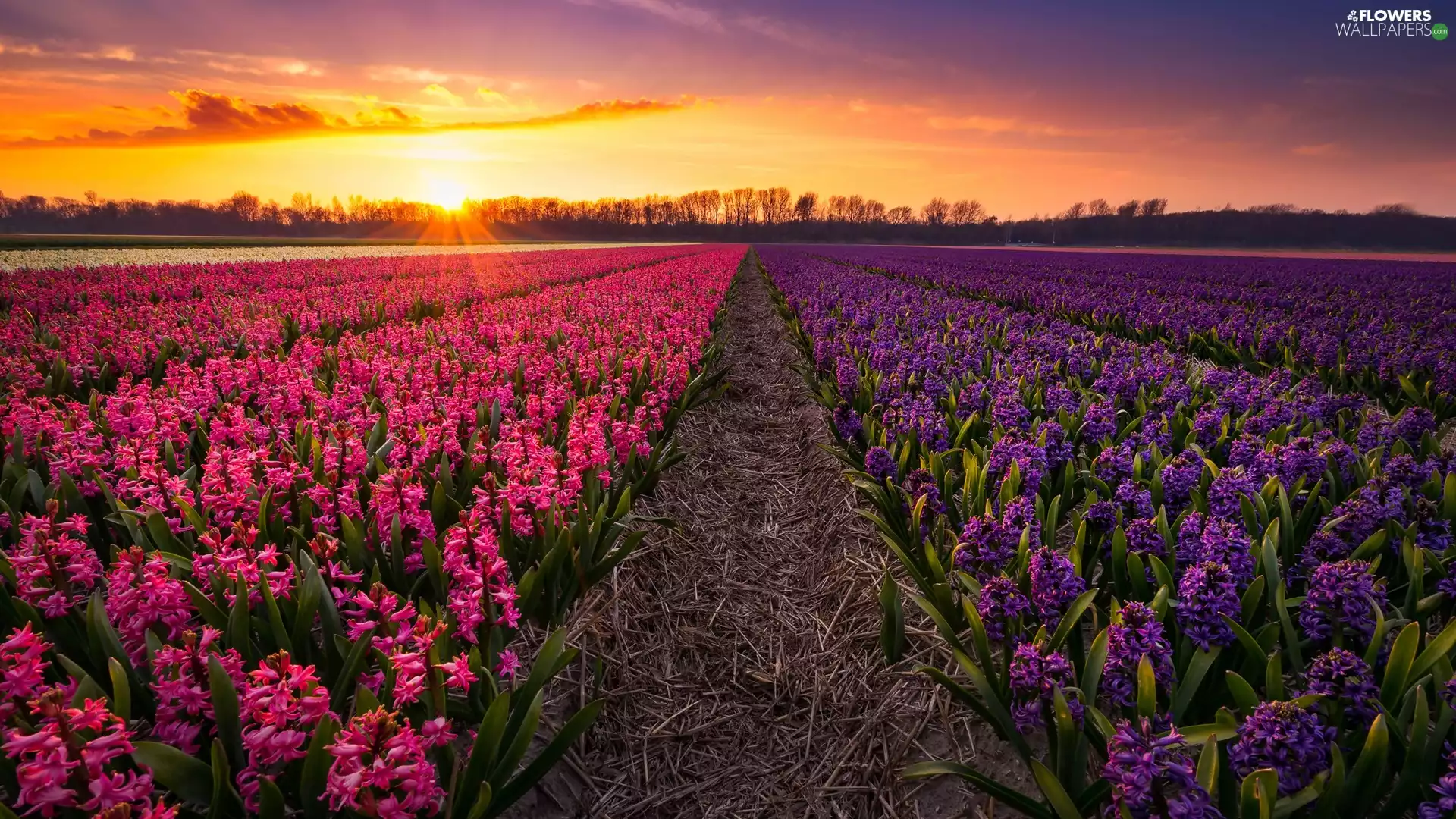 Hyacinths, Field, viewes, Great Sunsets, trees, plantation