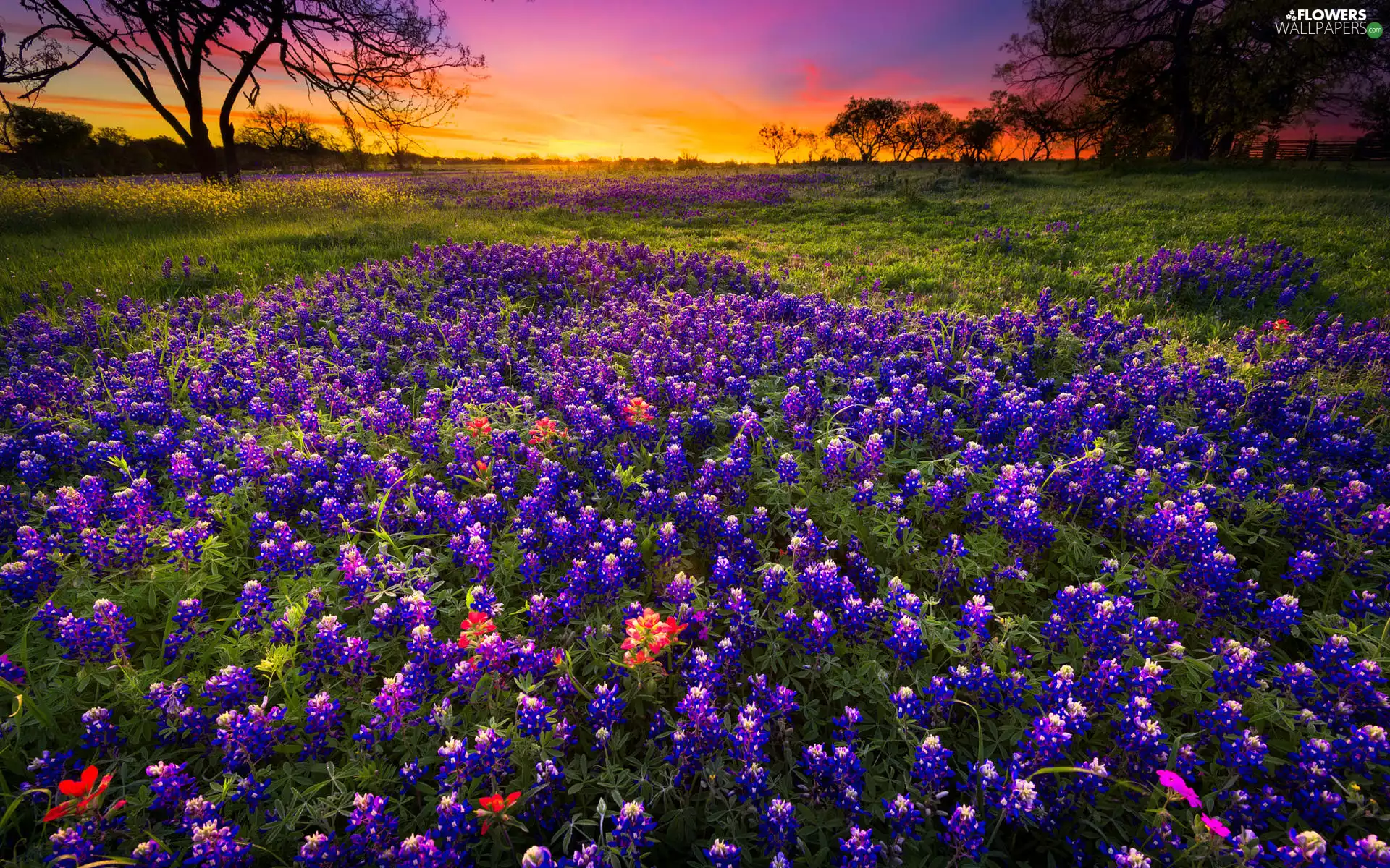 lupine, Meadow, viewes, Great Sunsets, trees, Flowers