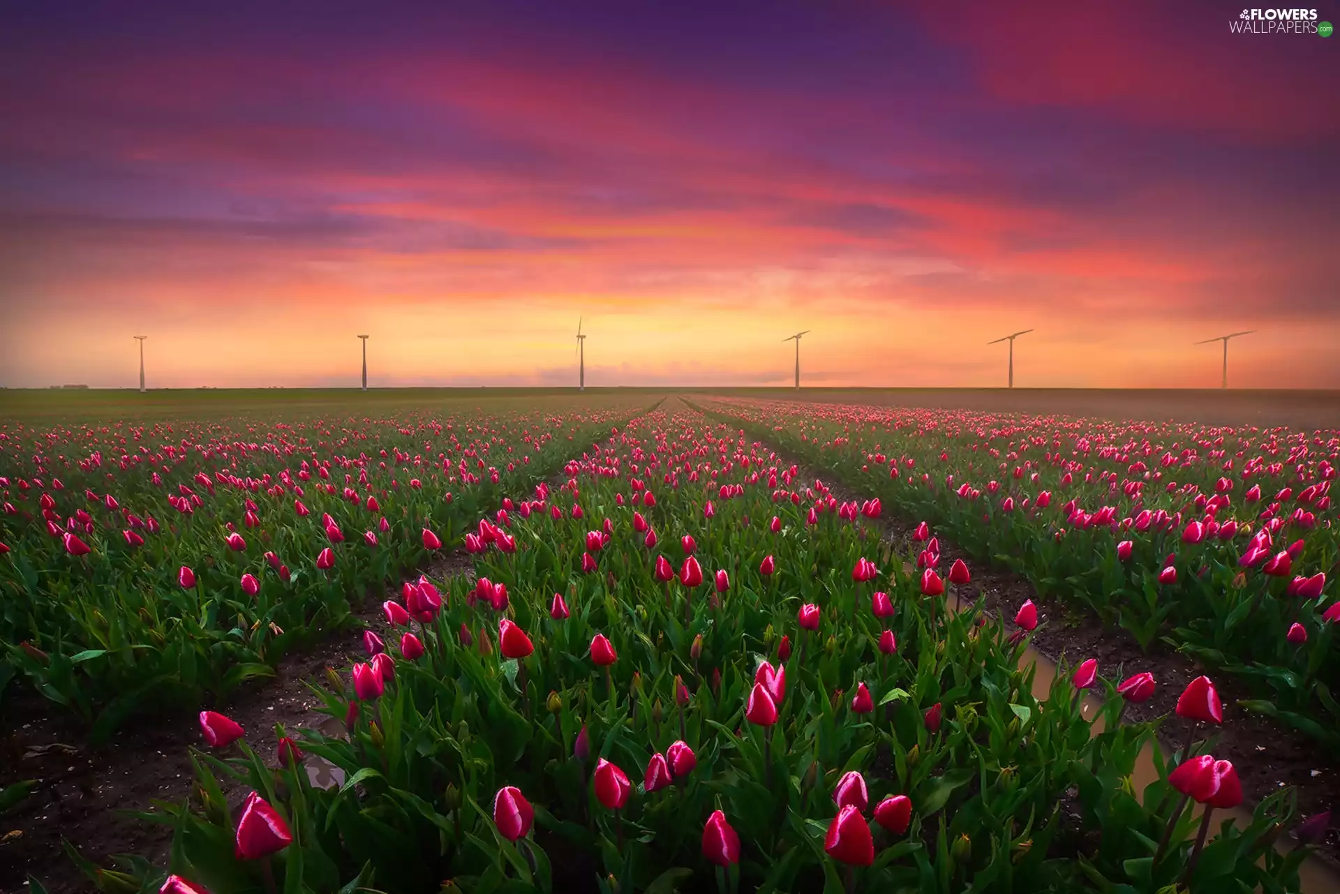 Field, Netherlands, Windmills, Great Sunsets, Tulips, Keukenhof