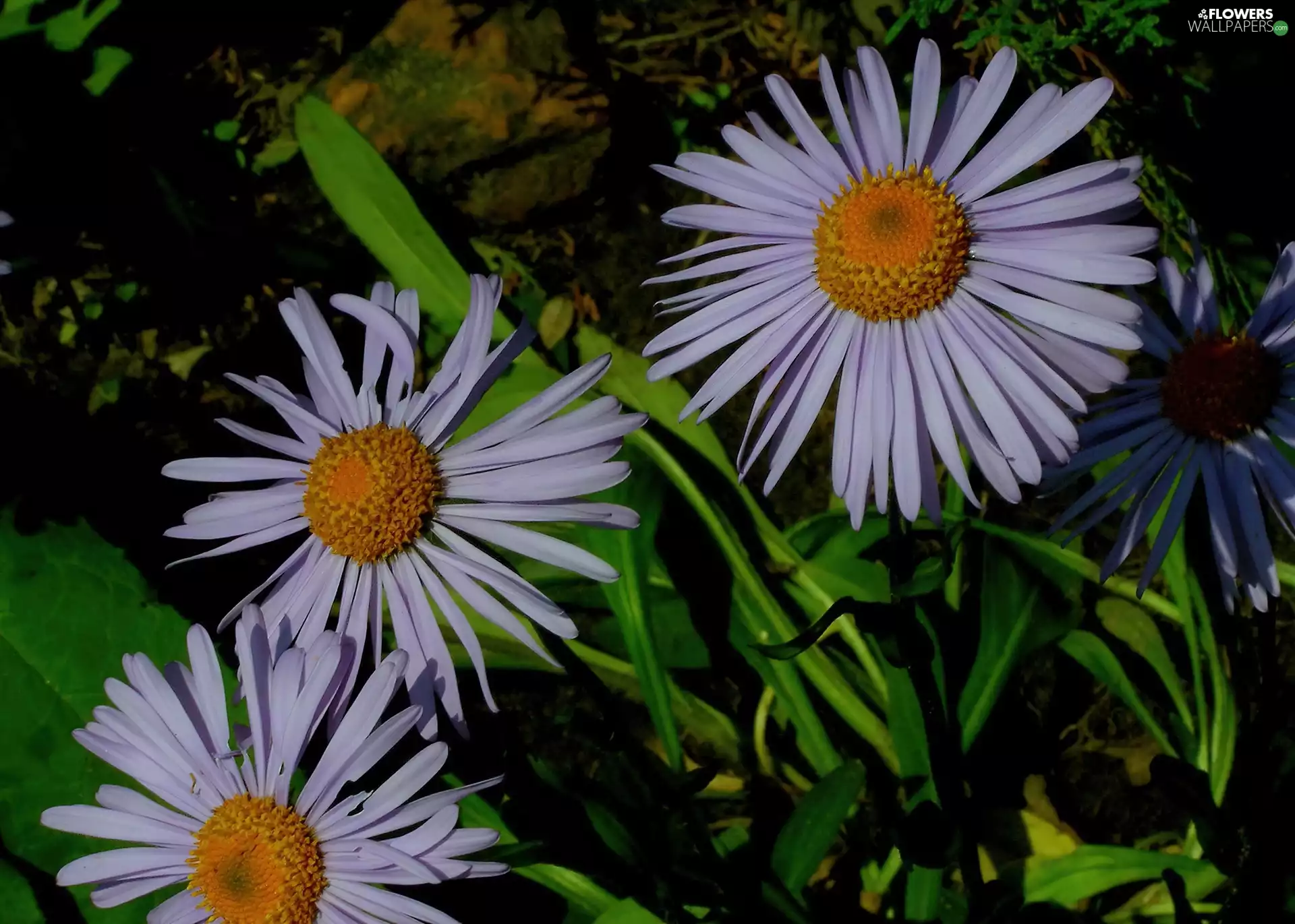 Leaf, Alpine aster, green ones