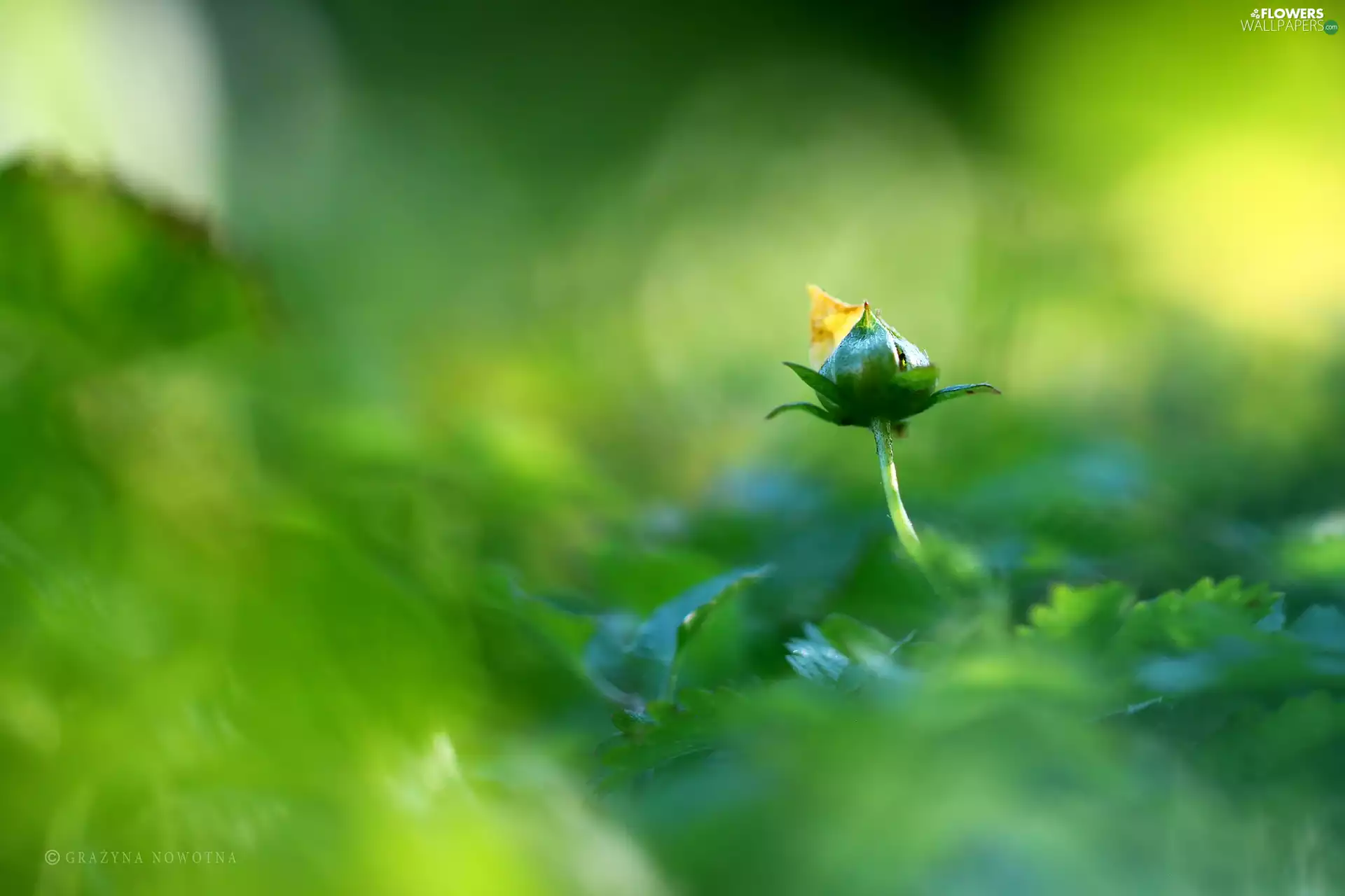 Green, buttercup, bud