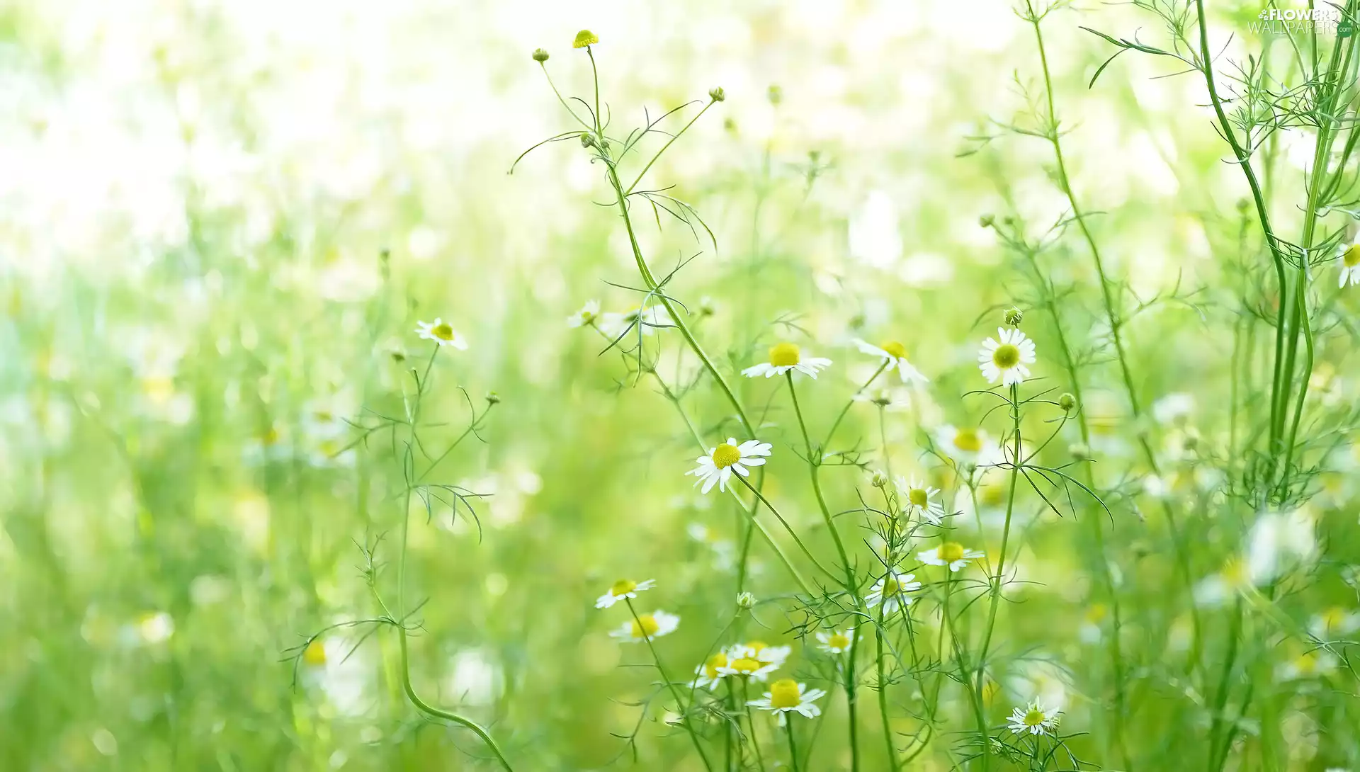 Flowers, blurry background, green ones, camomiles