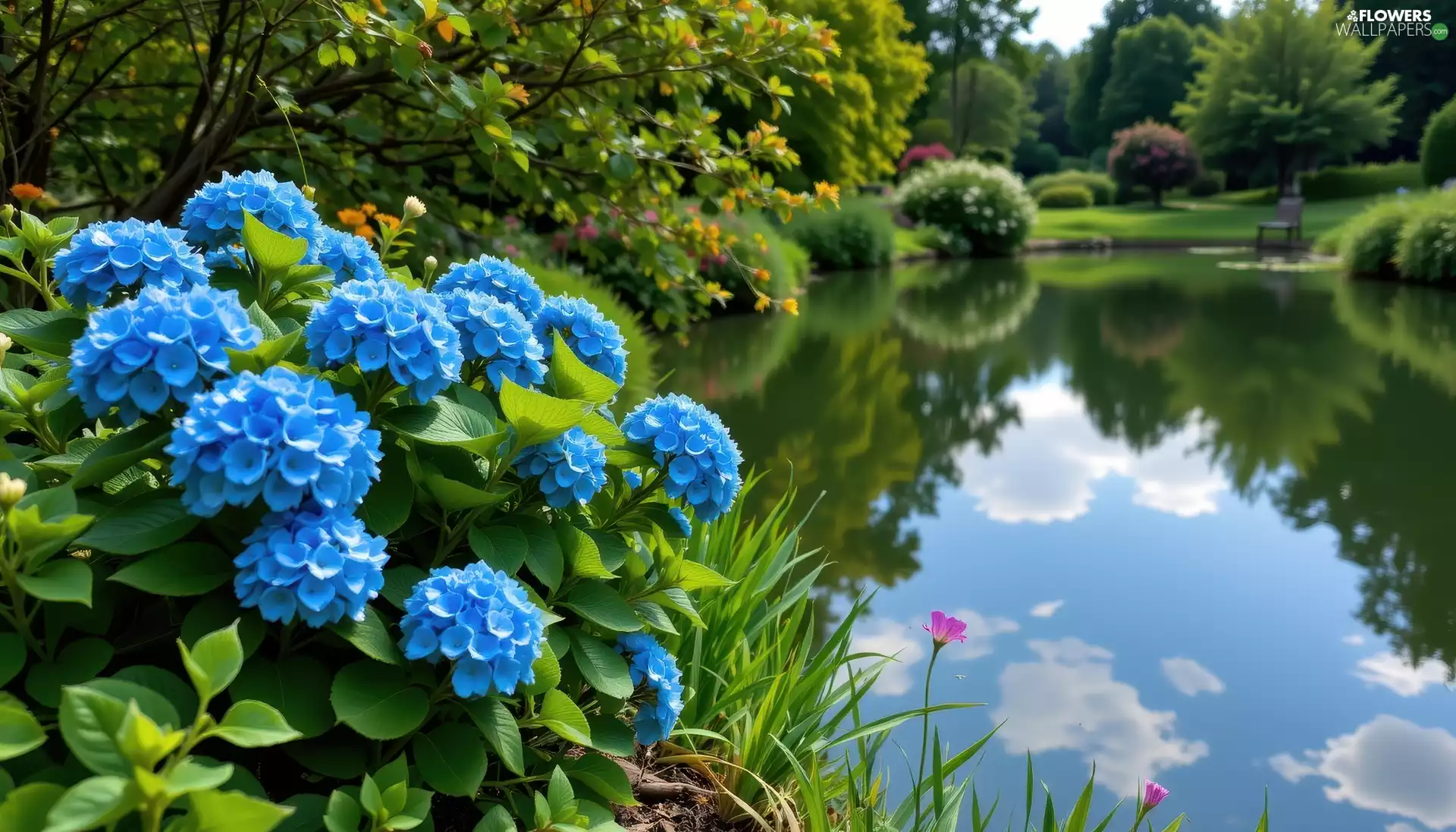 Blue, Pond - car, green, Park, hydrangeas, Flowers