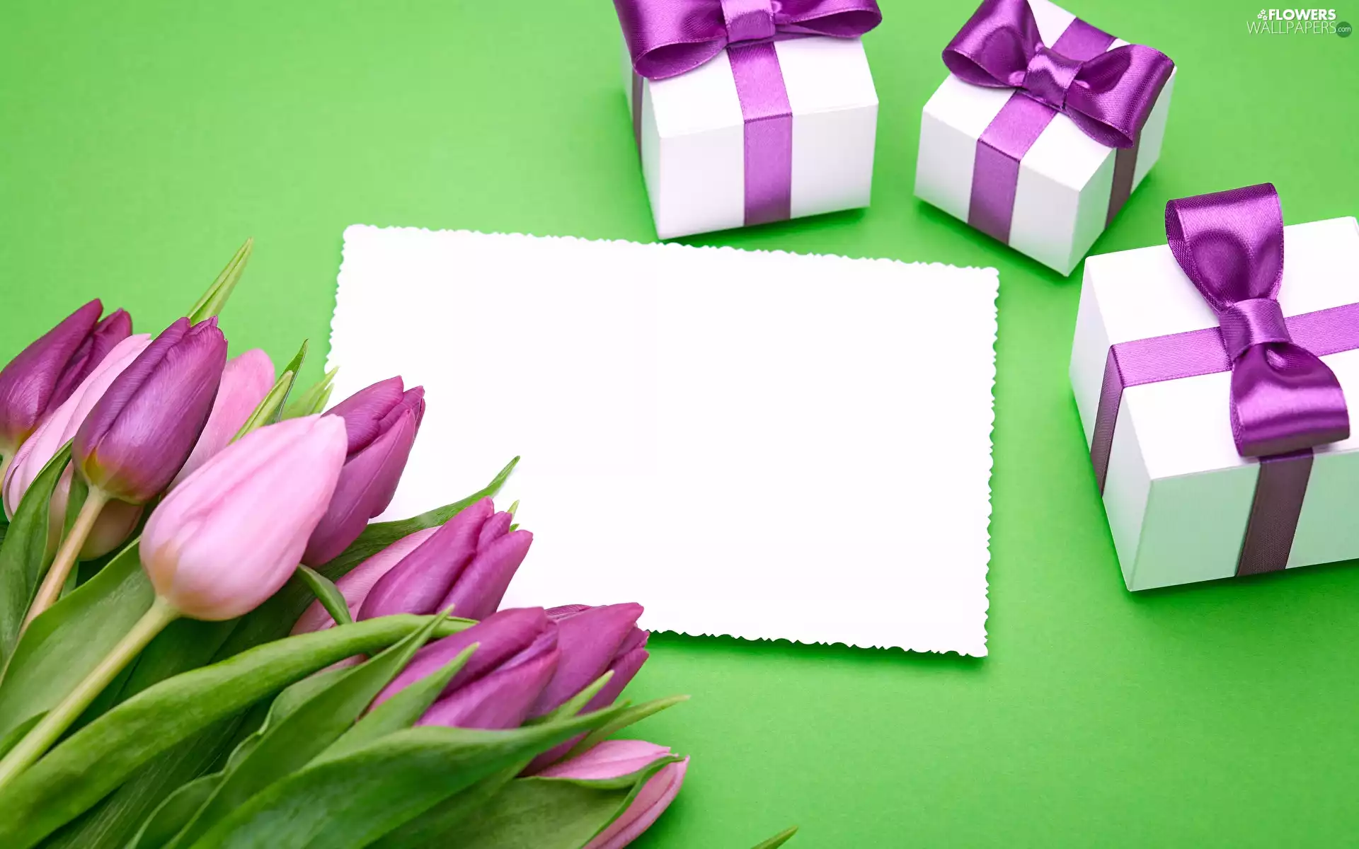 Tulips, Flowers, card, Green Background, gifts, purple