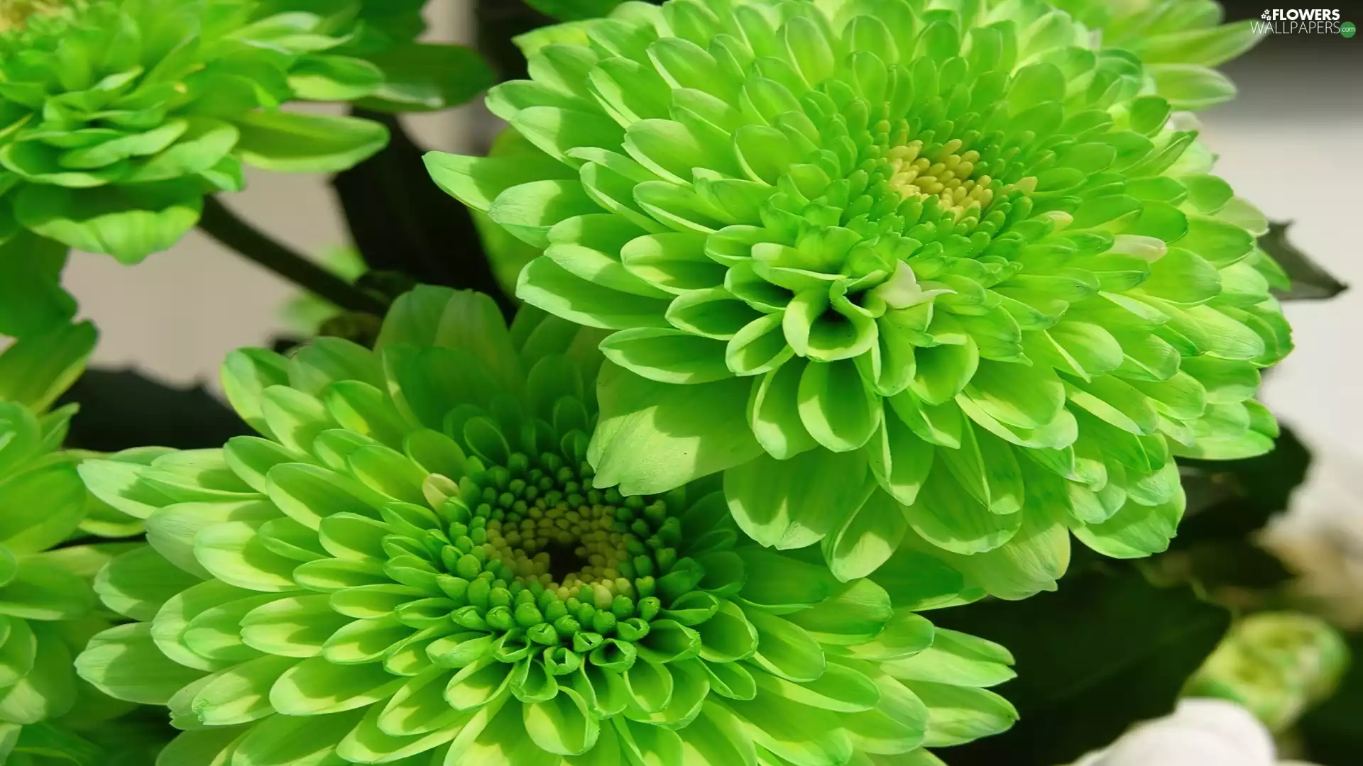 green, dahlias, color