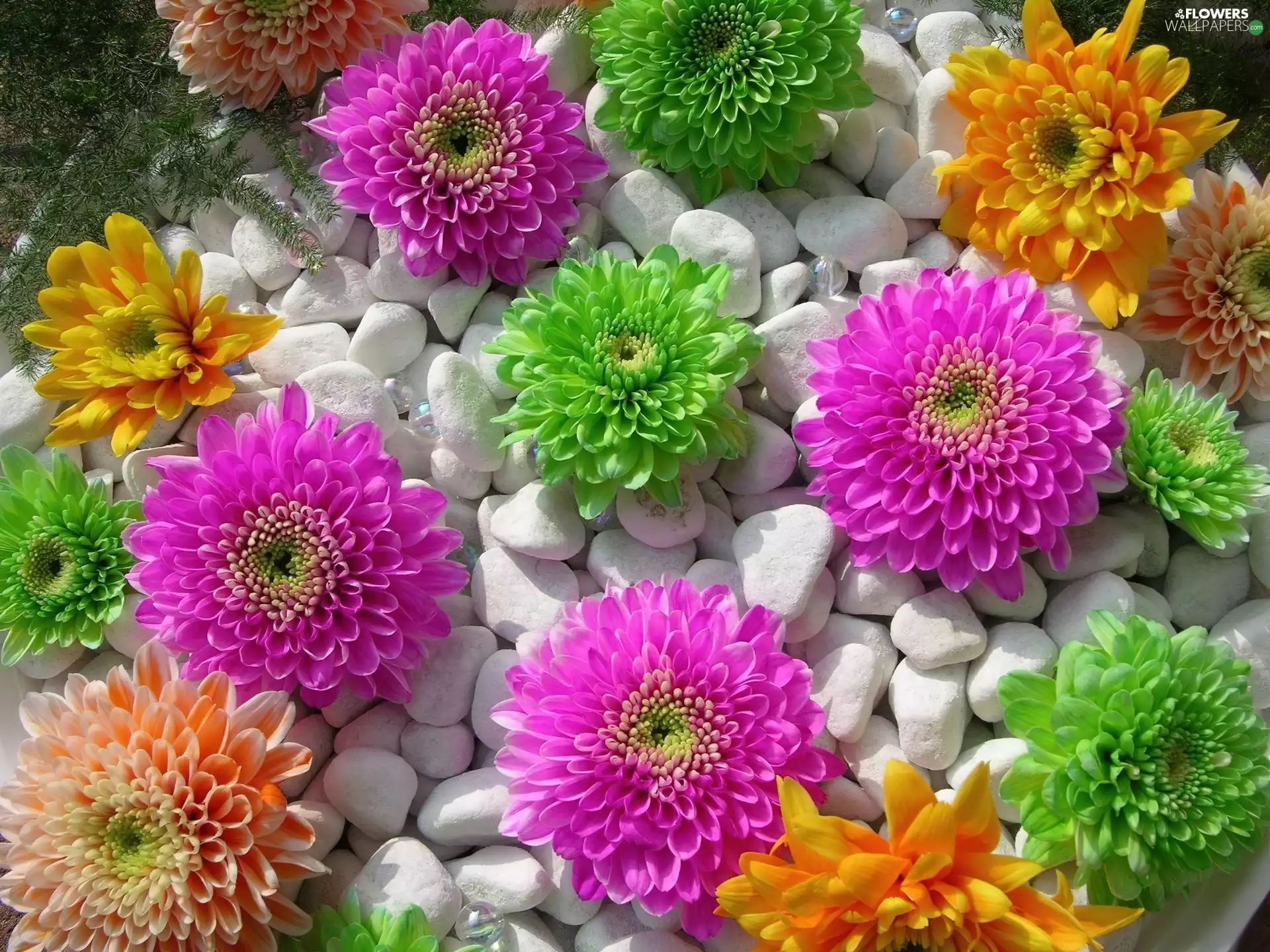 Orange, Flowers, Pink, green ones, color