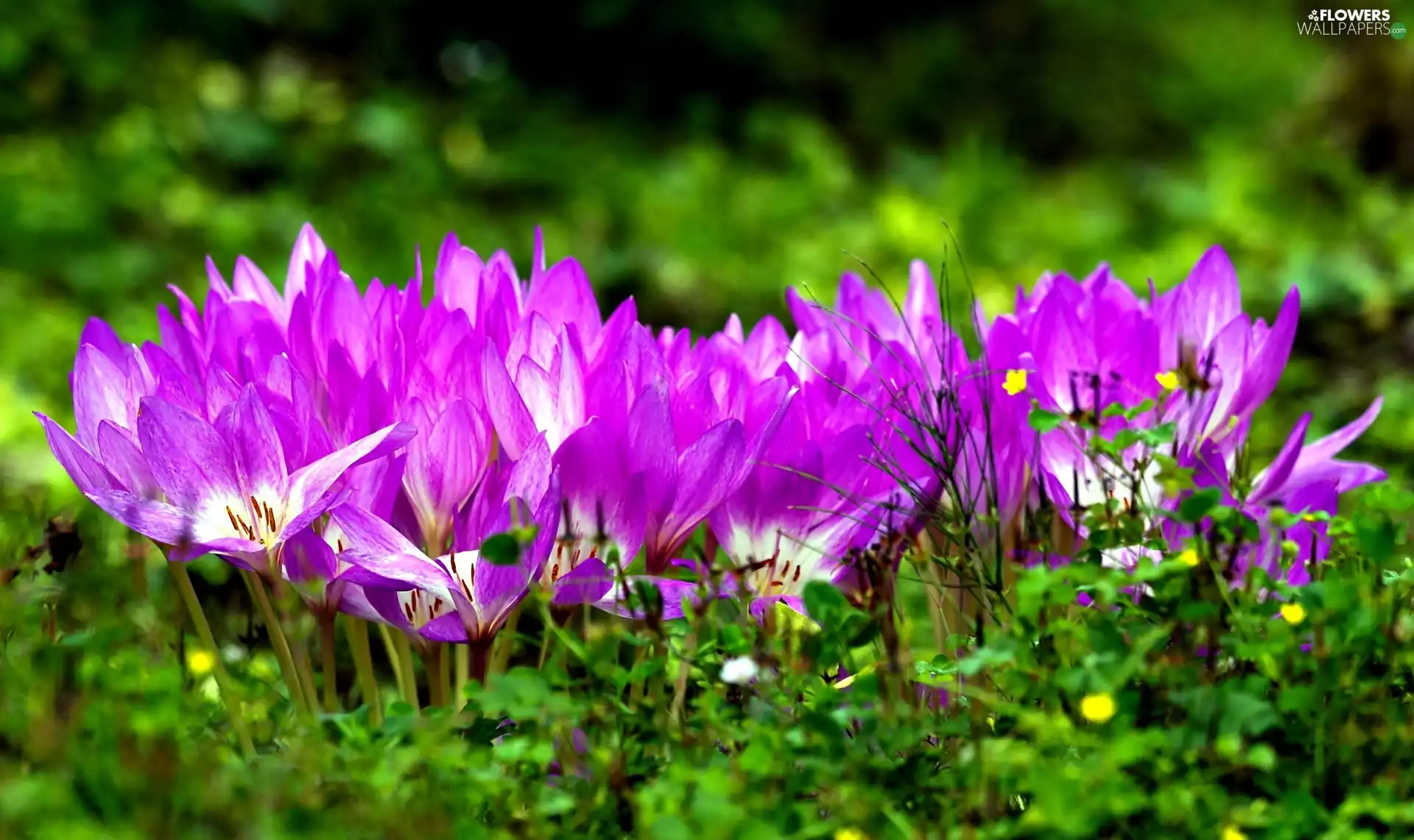 green, Flowers, crocuses