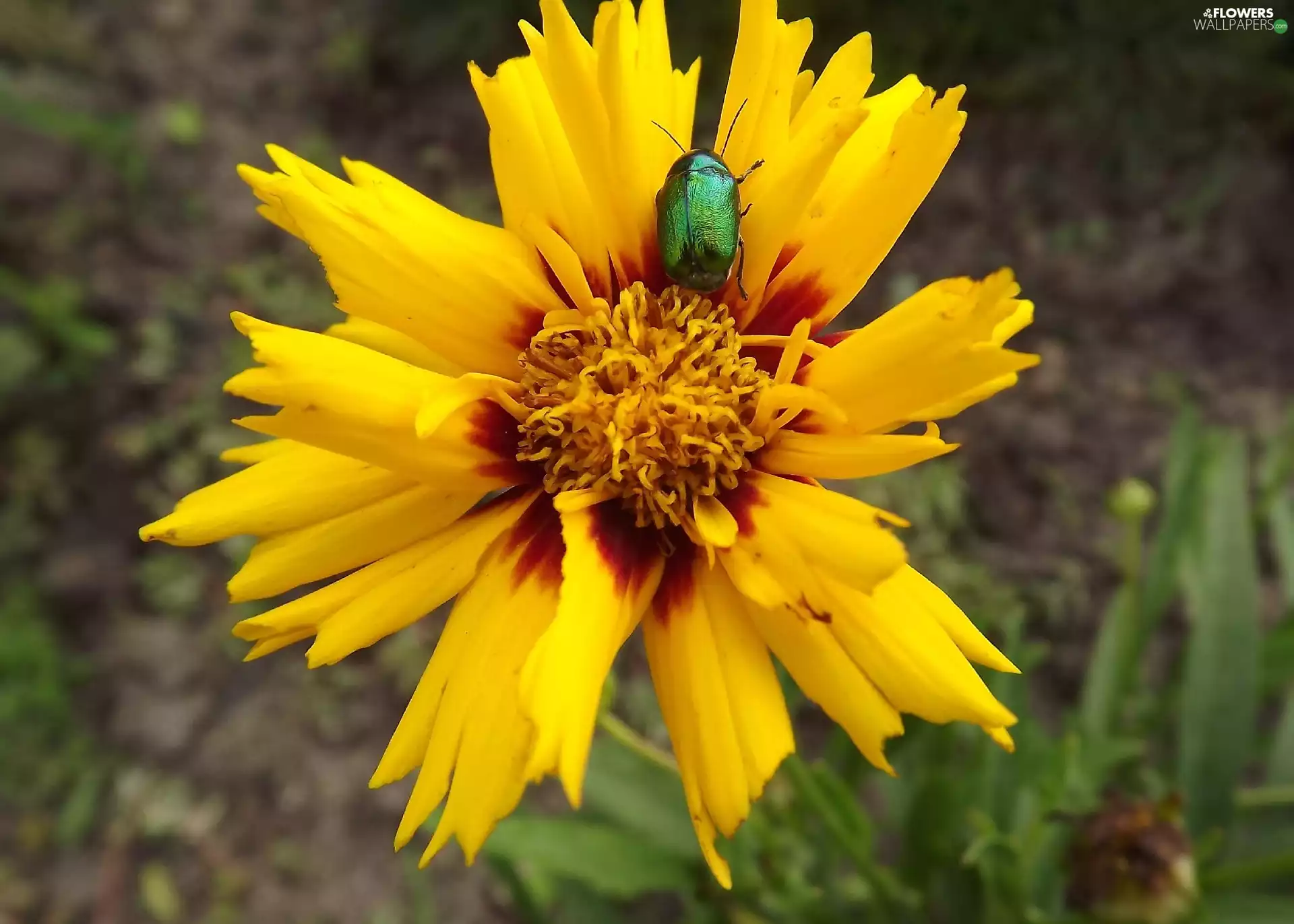 Brown, Colourfull Flowers, Green, beetle, Coreopsis, yellow