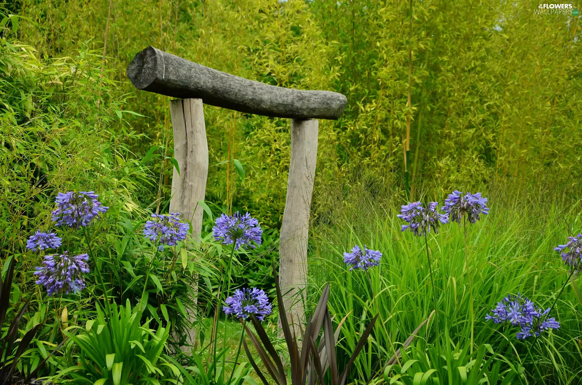 grass, green, Flowers, Agapanthus, Garden