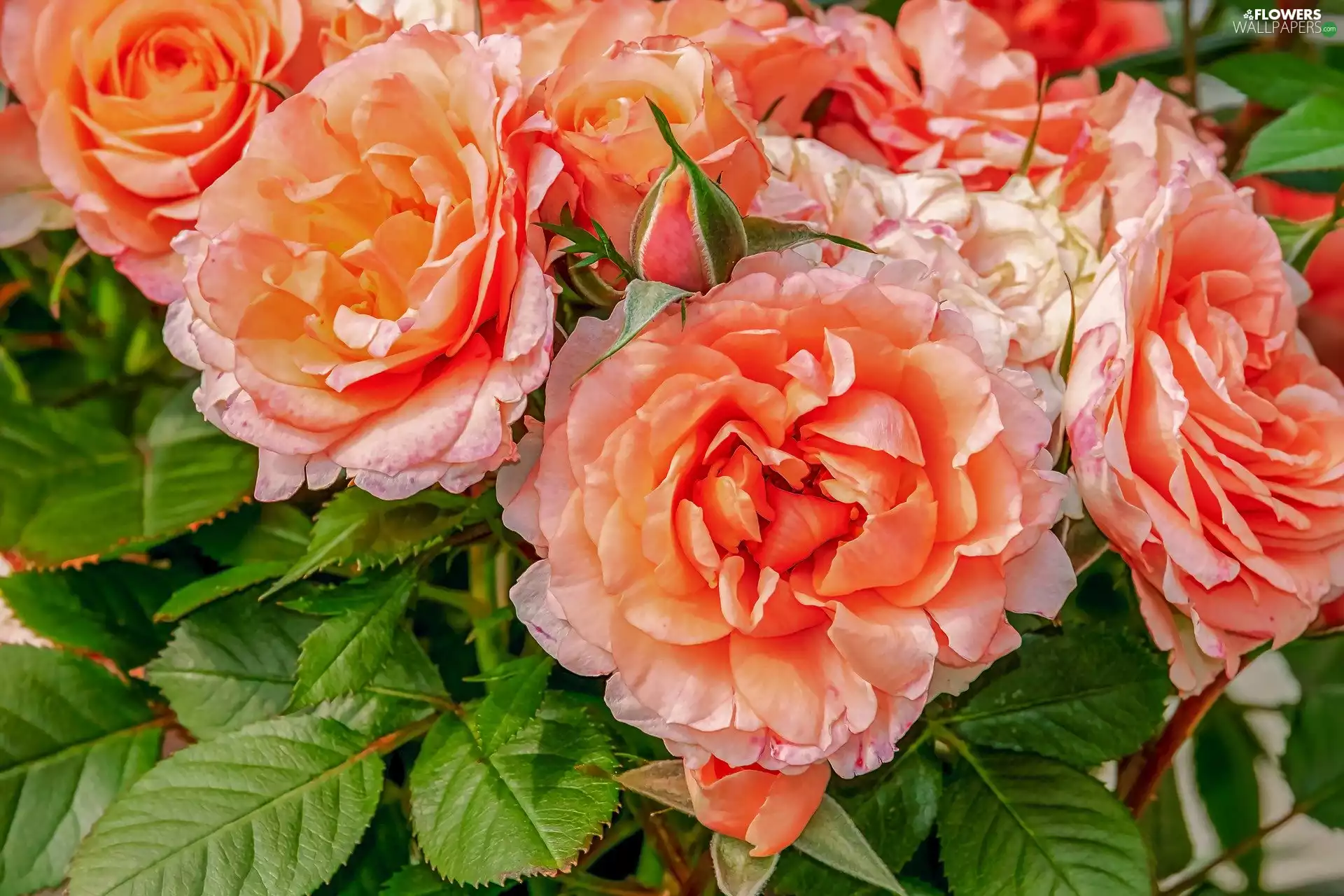 leaves, rapprochement, roses, green ones, Flowers