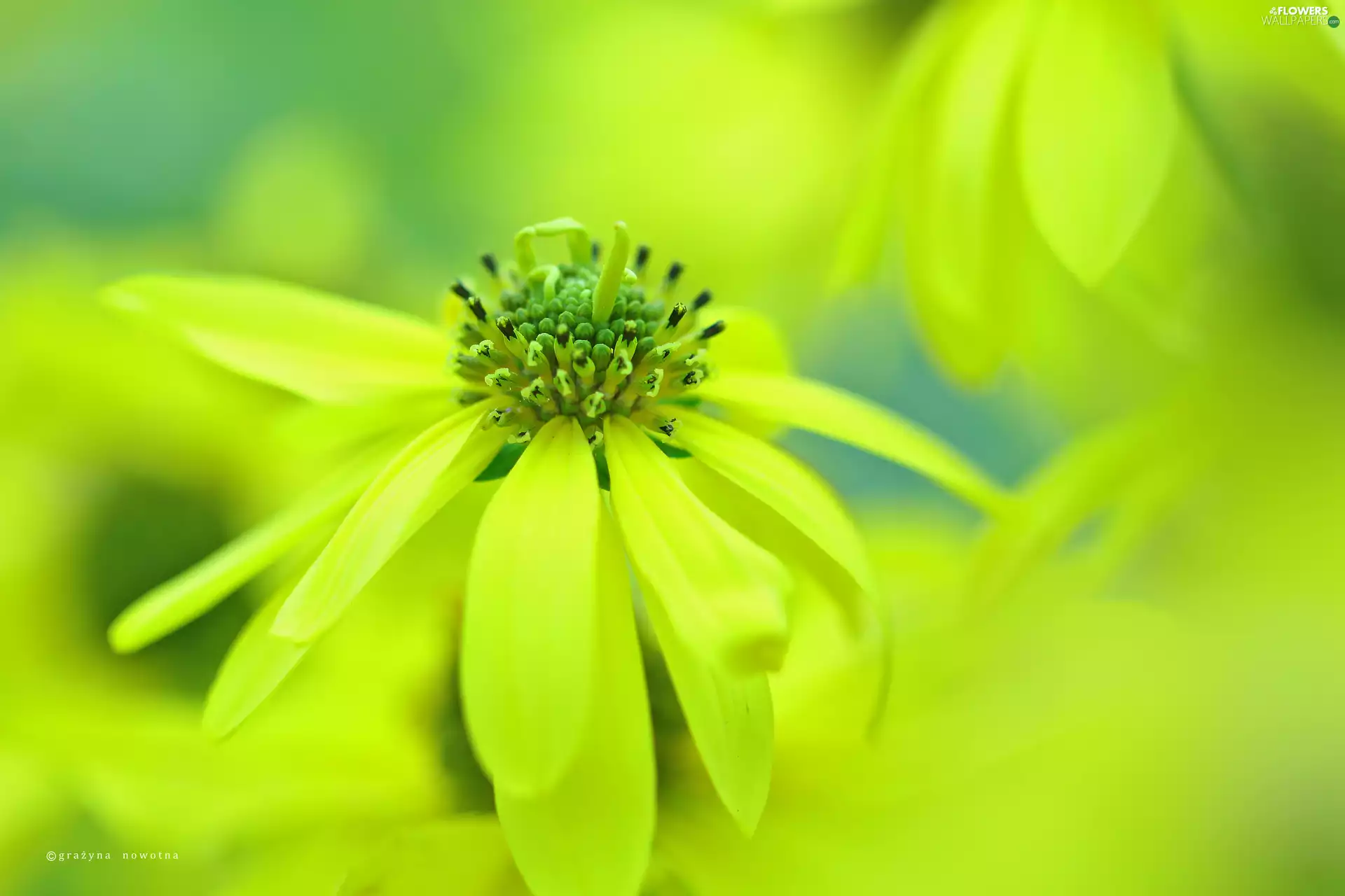 Flowers, Green-headed Coneflower, Yellow