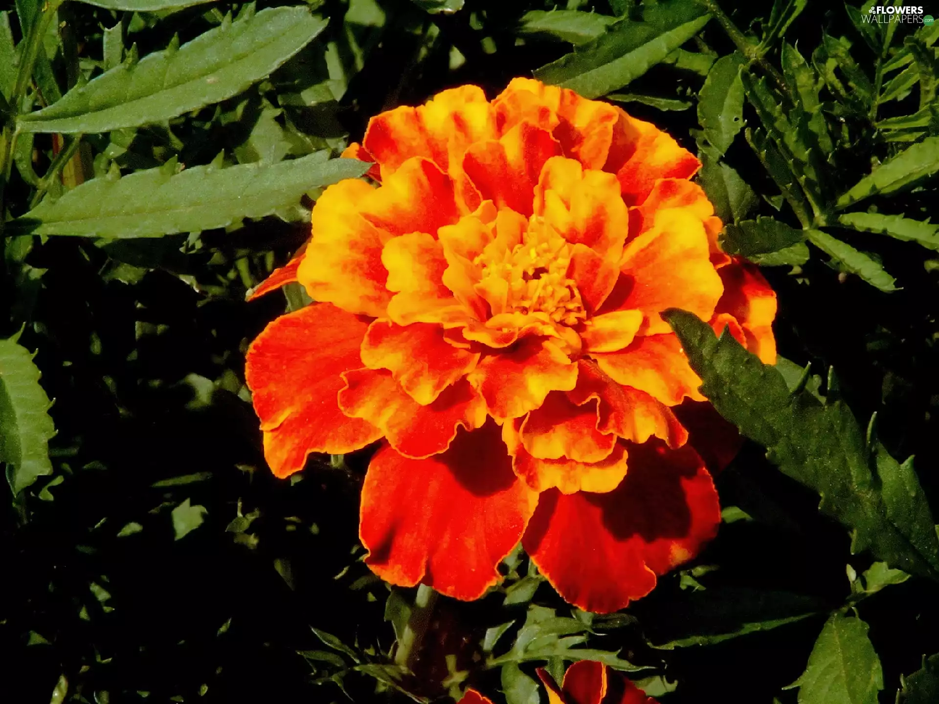 Leaf, Tagetes, green ones