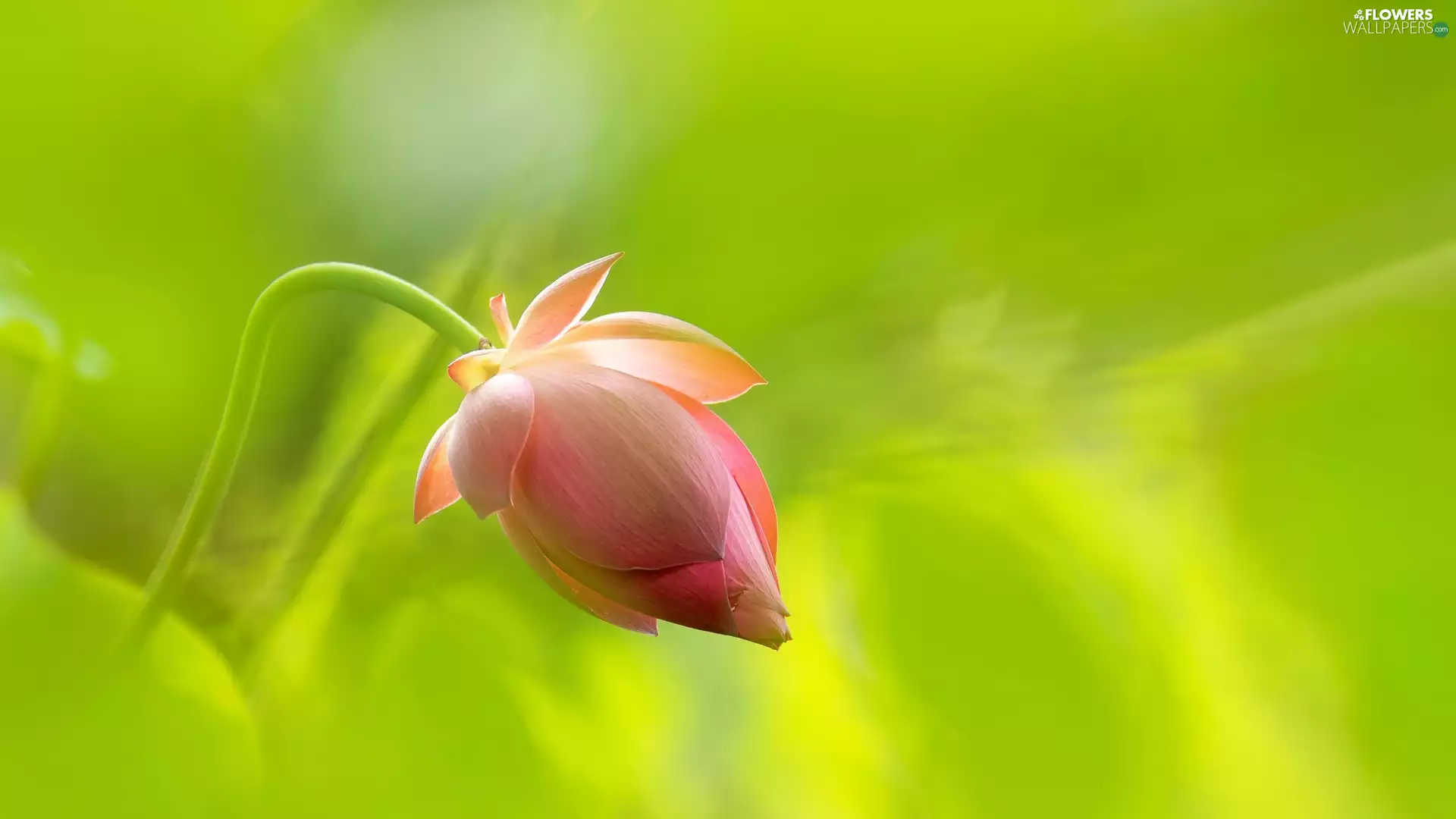 Colourfull Flowers, bud, Green Background, lotus